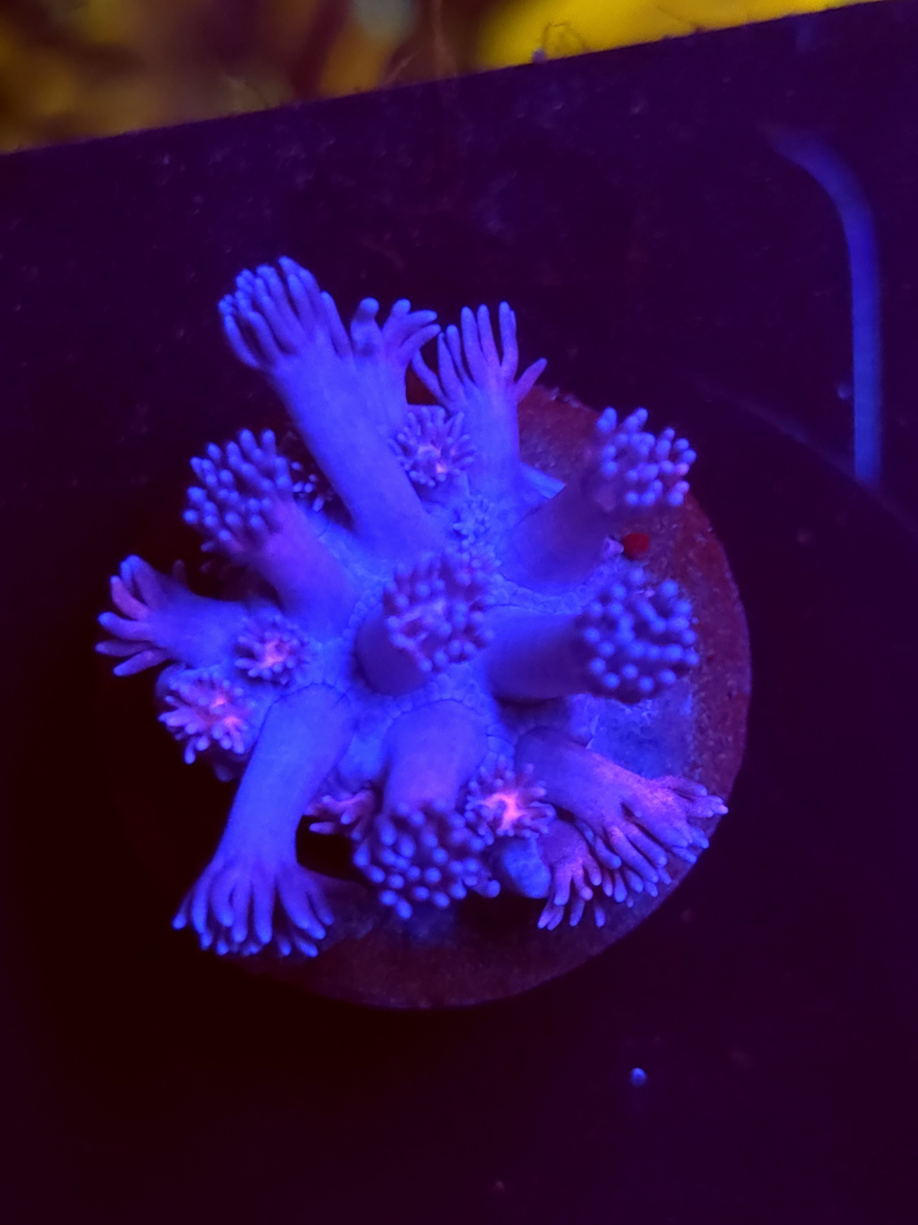 SBB "Jelly Drop" Goni Medium