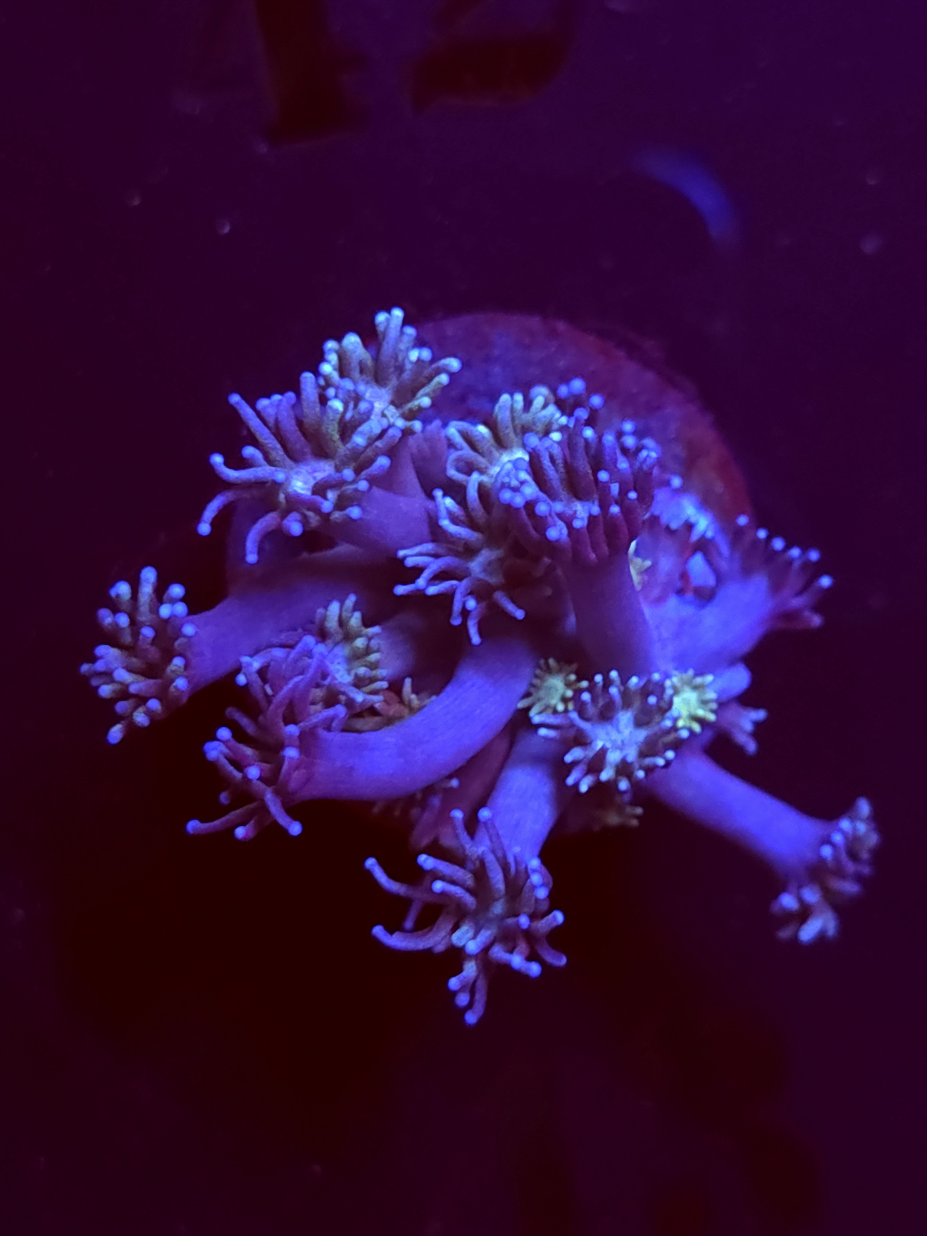 SBB "Sugar Cookie" Goni Medium