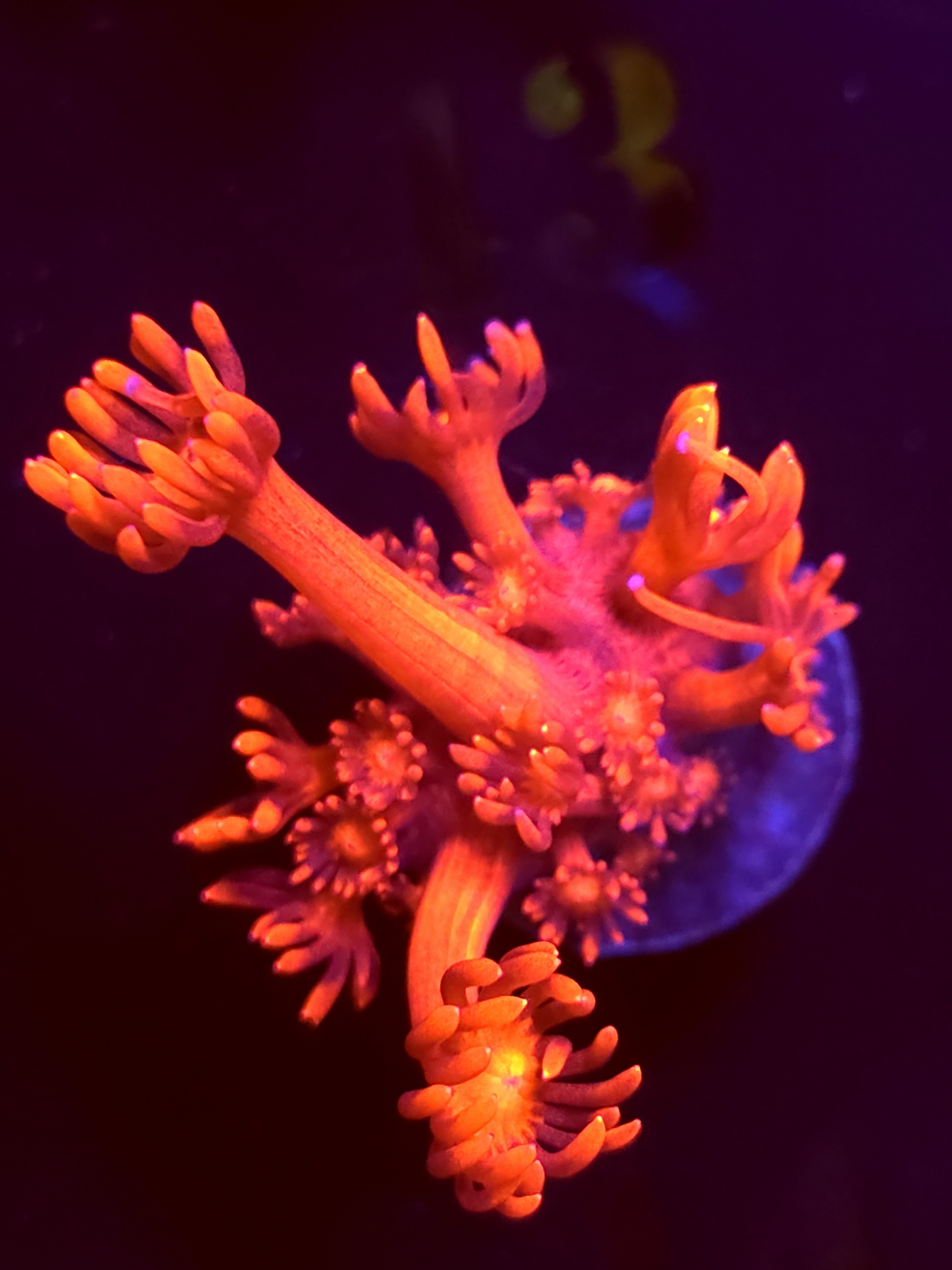 SBB "Veil Breaker" Goni Medium