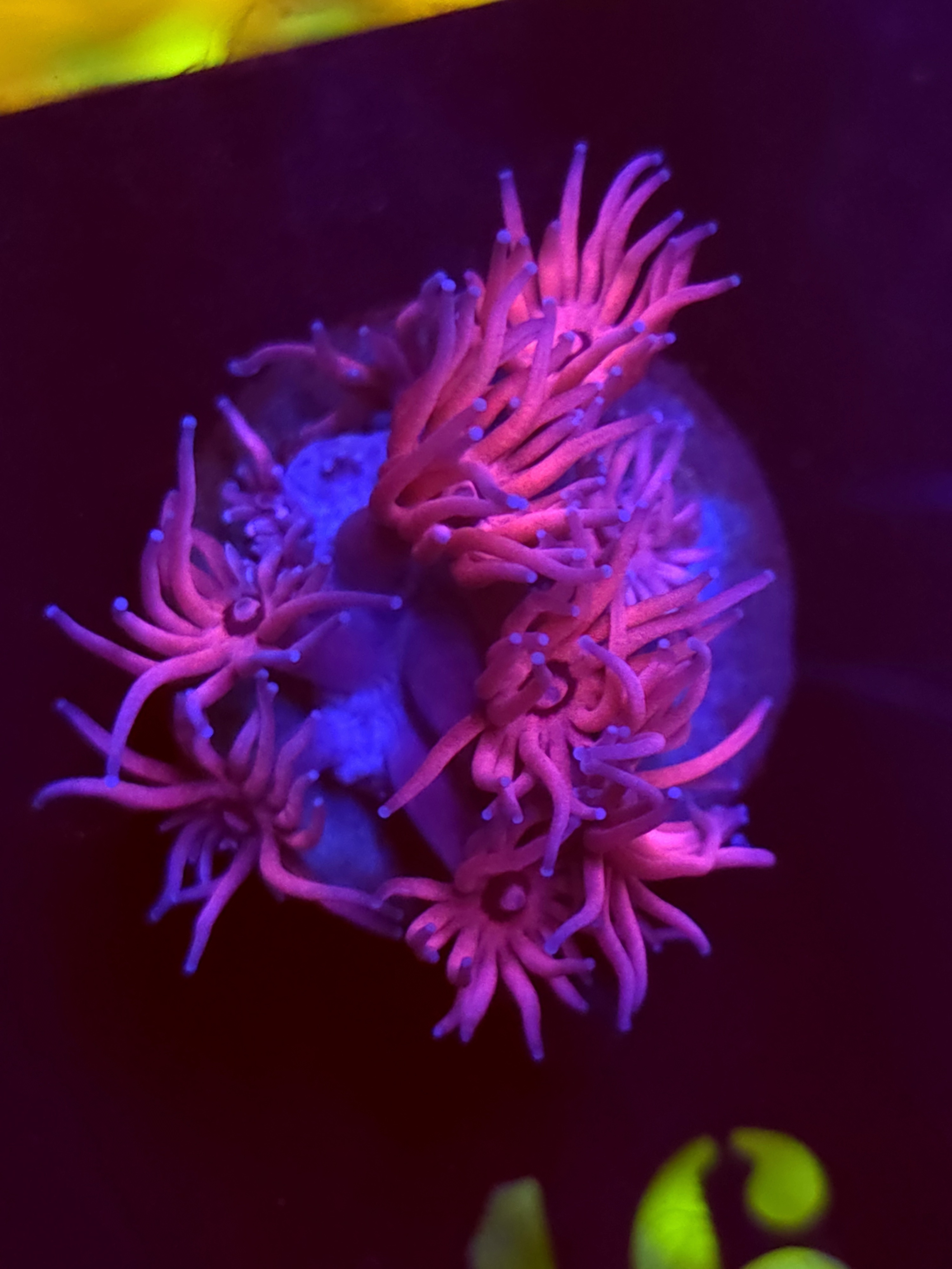 SBB "Sherbert Swril" Goni Medium