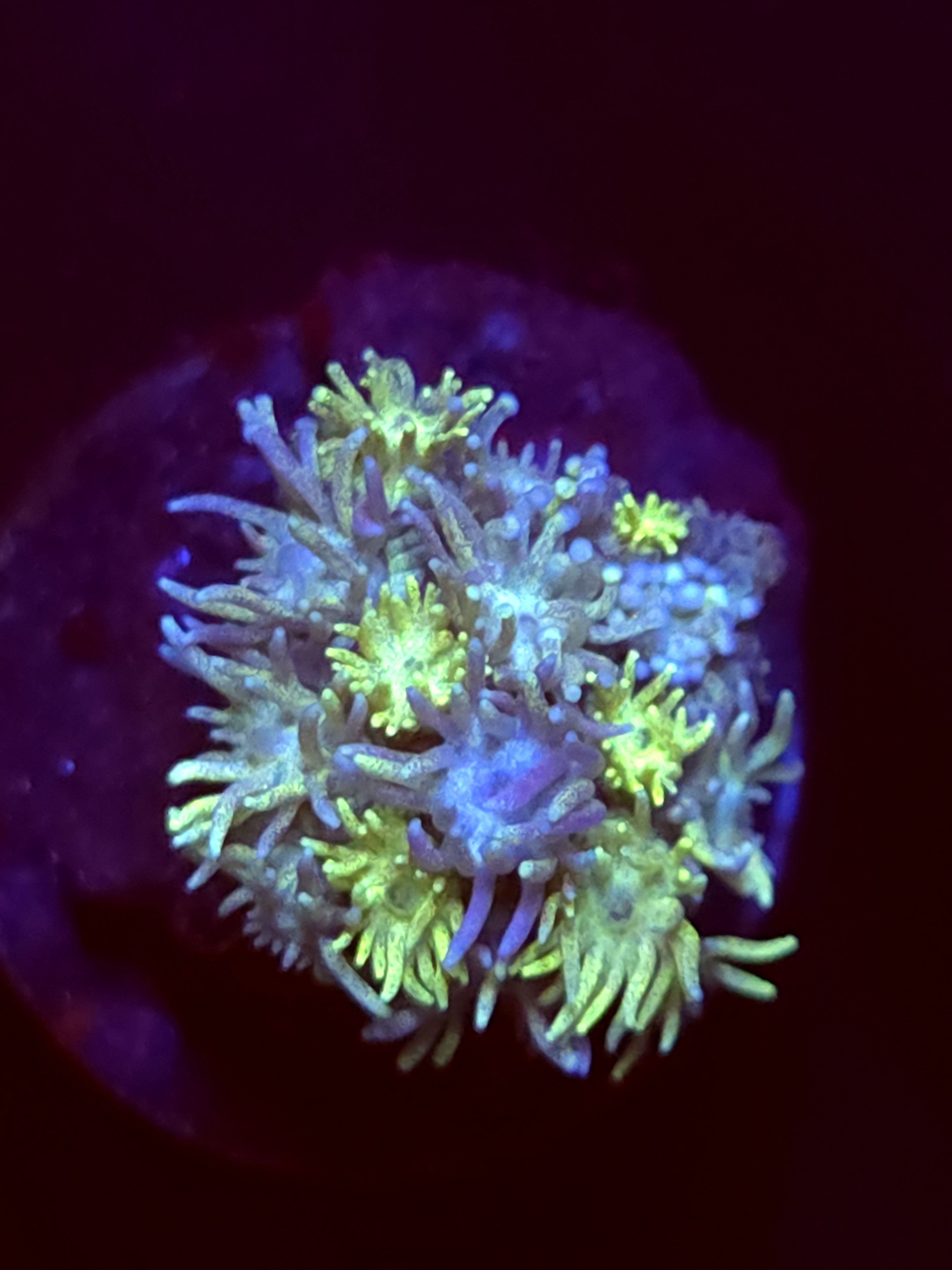 SBB "Blue Rainbow" Goni Small