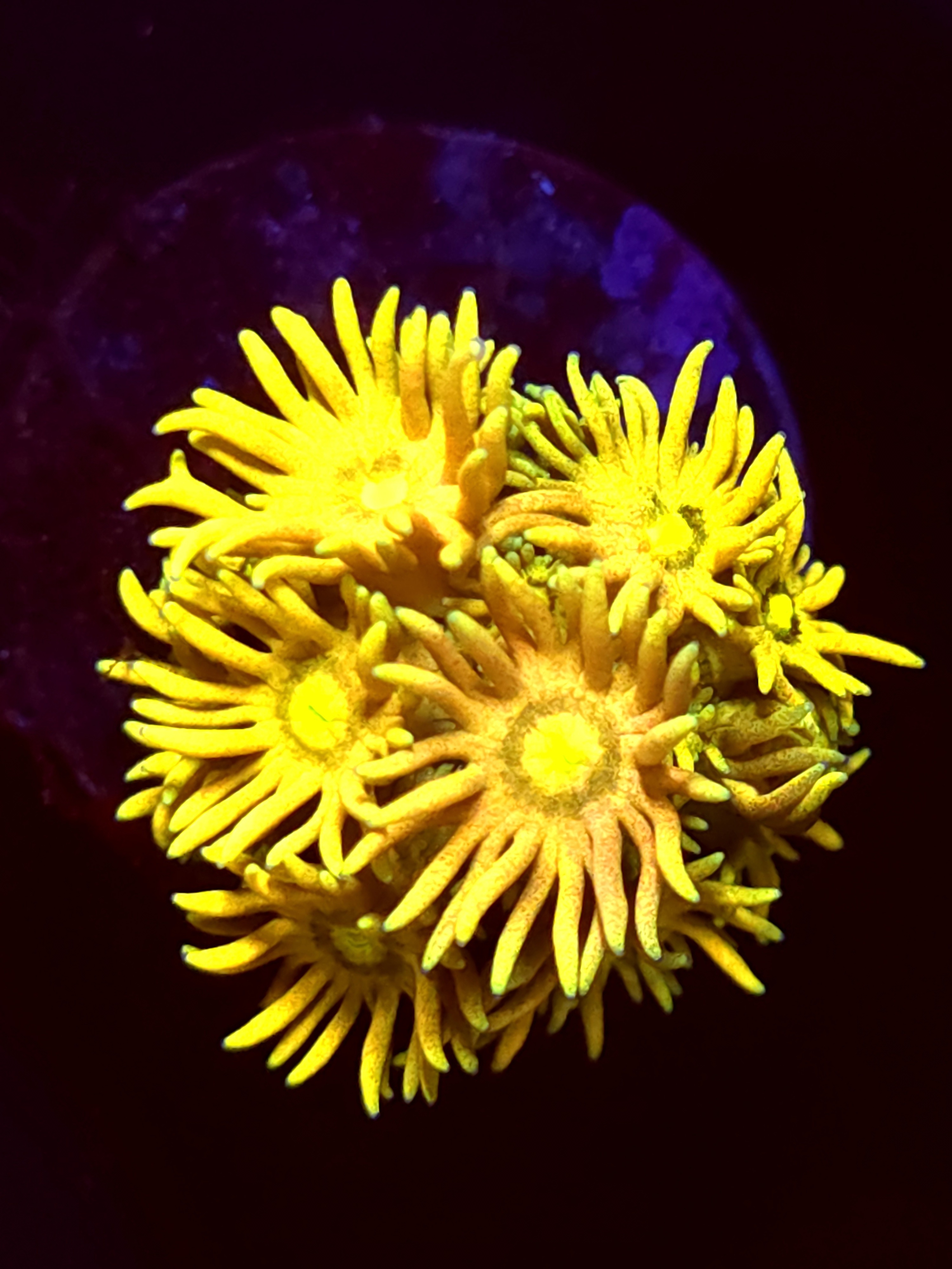 SBB "Mystery Signature" Goni Small