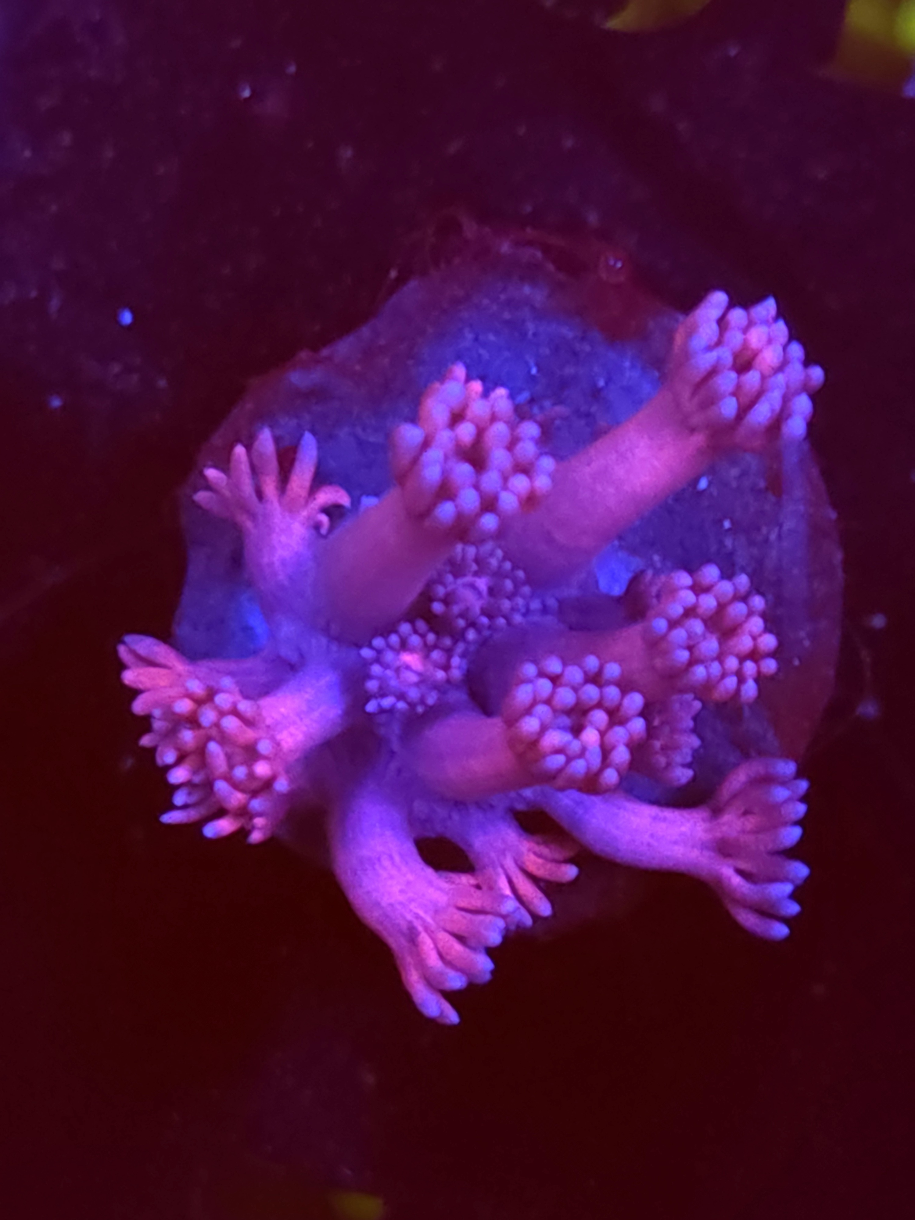 SBB "Jelly Bloom" Goni Small