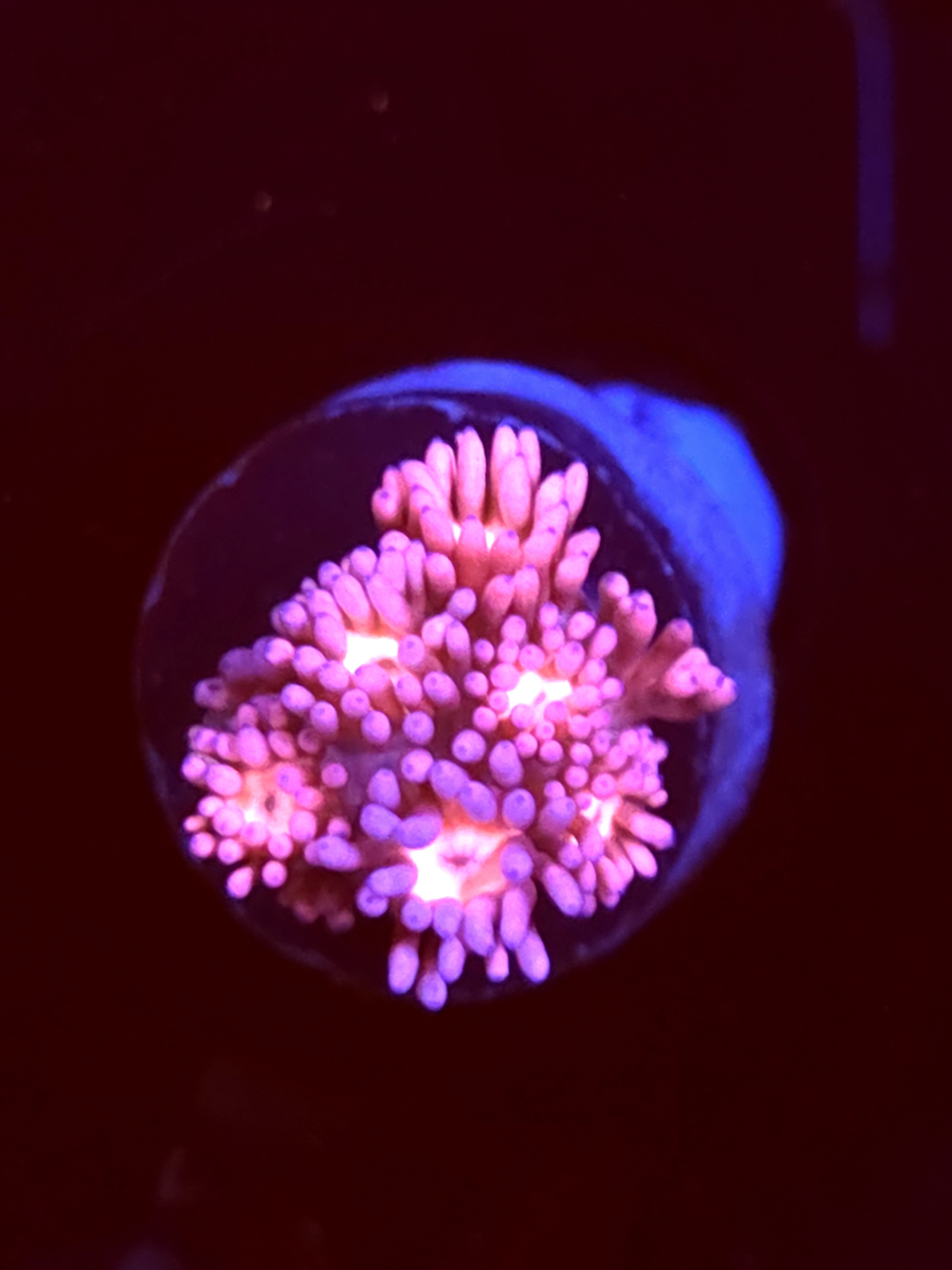 SBB "Color Strom" Goni Small