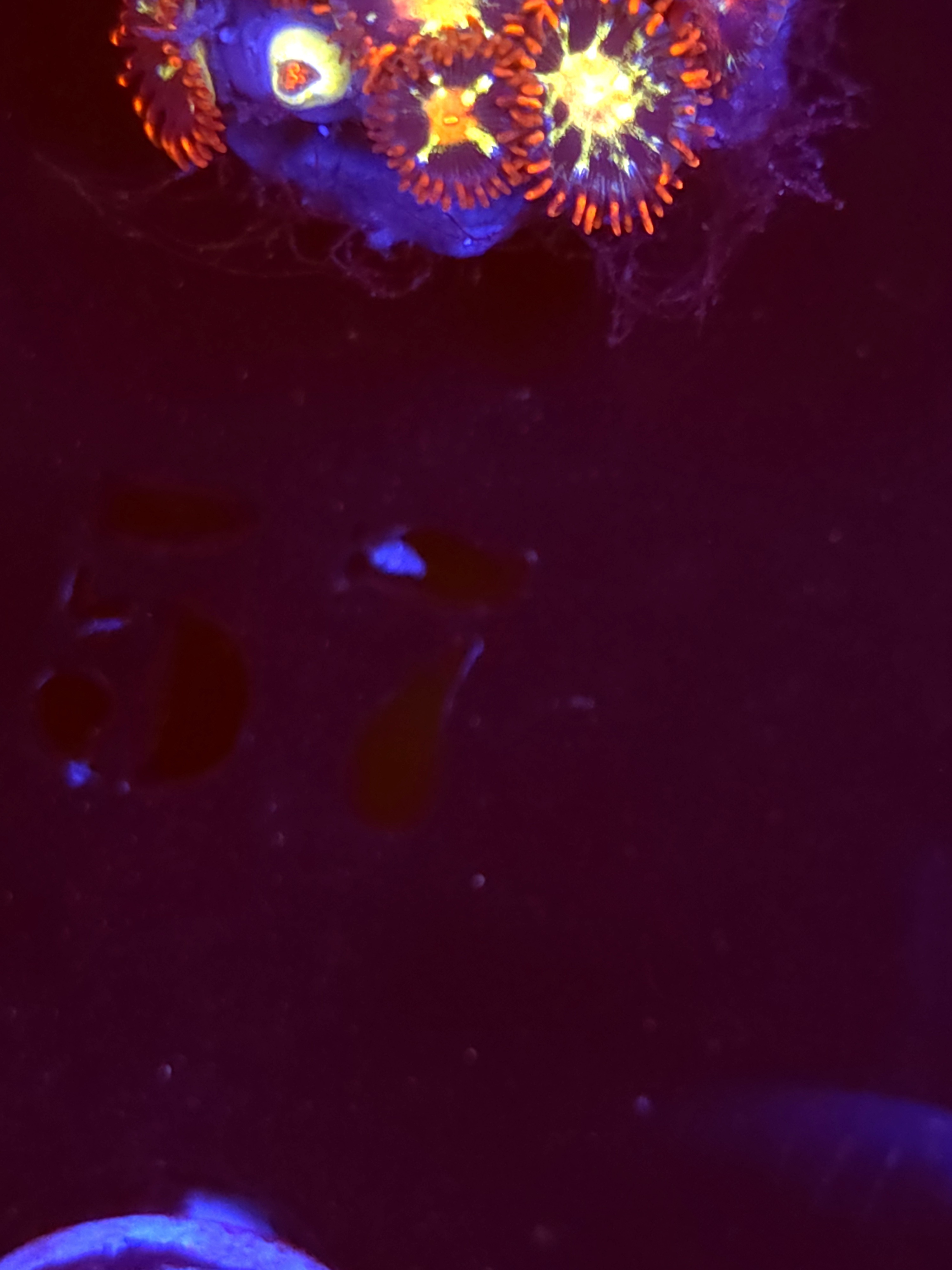 SBB "No Name" Zoa Mini Colony