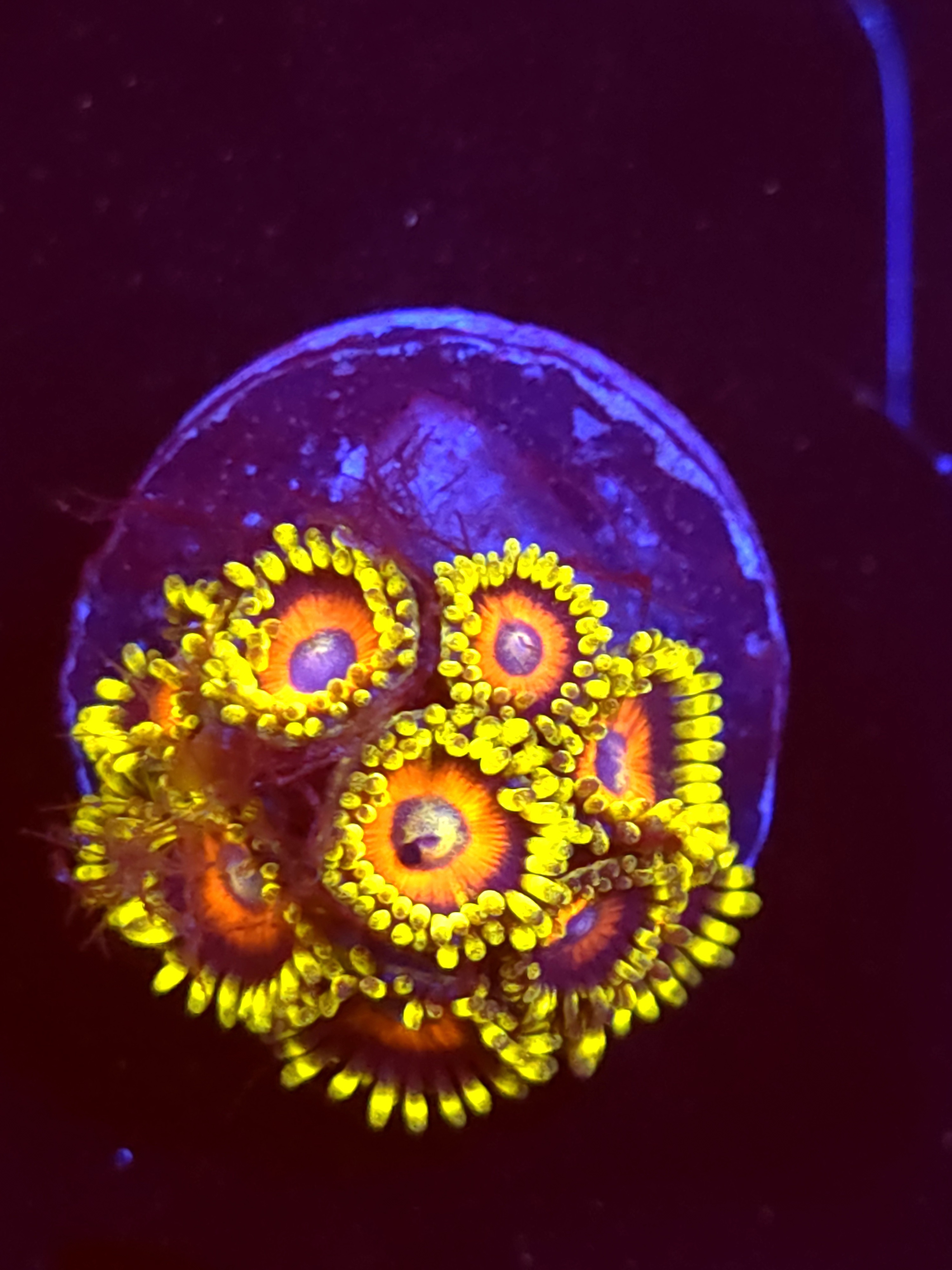 SBB "No Name" Zoa Mini Colony