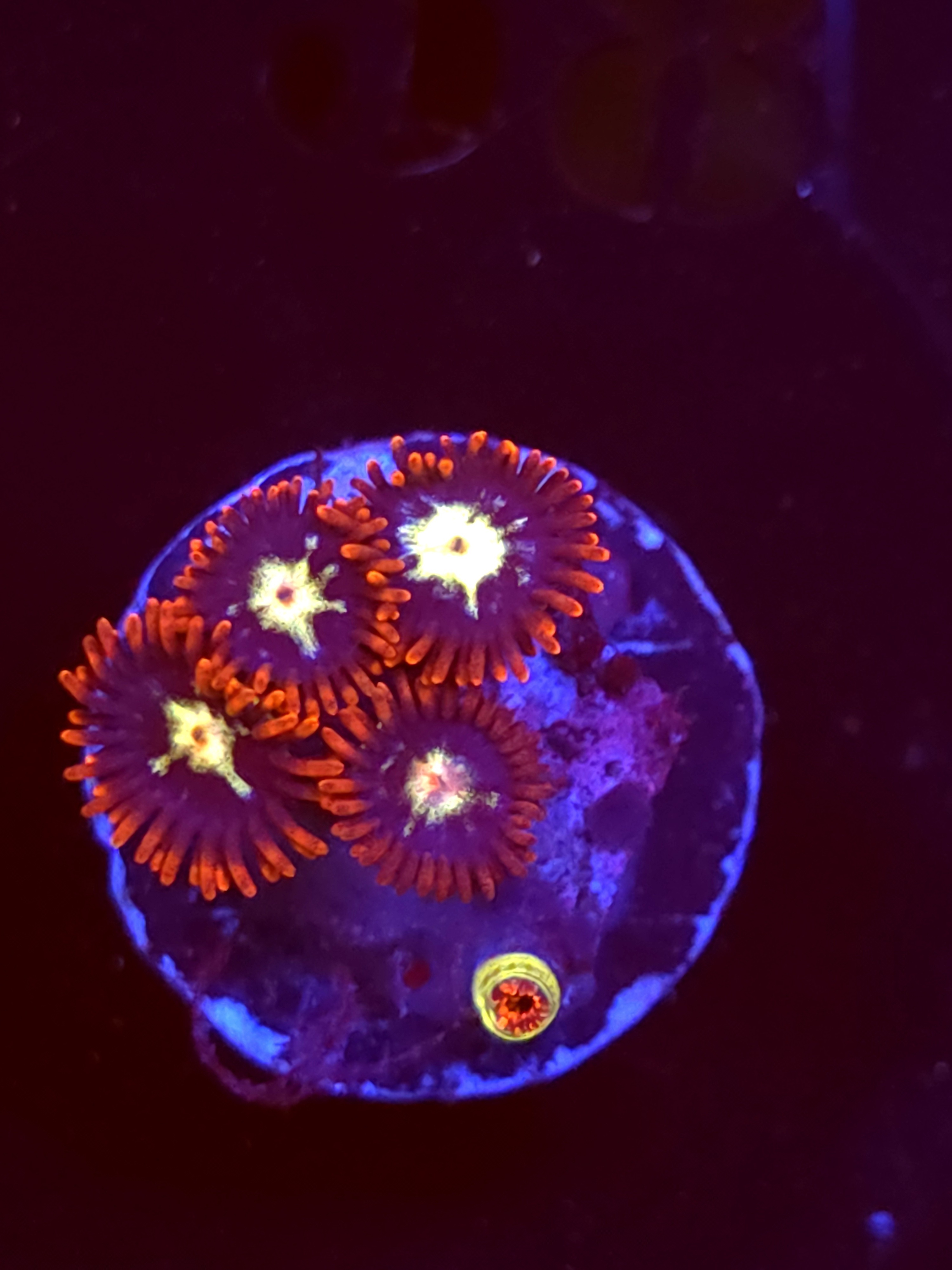 SBB "No Name" Zoa 4 Polyps