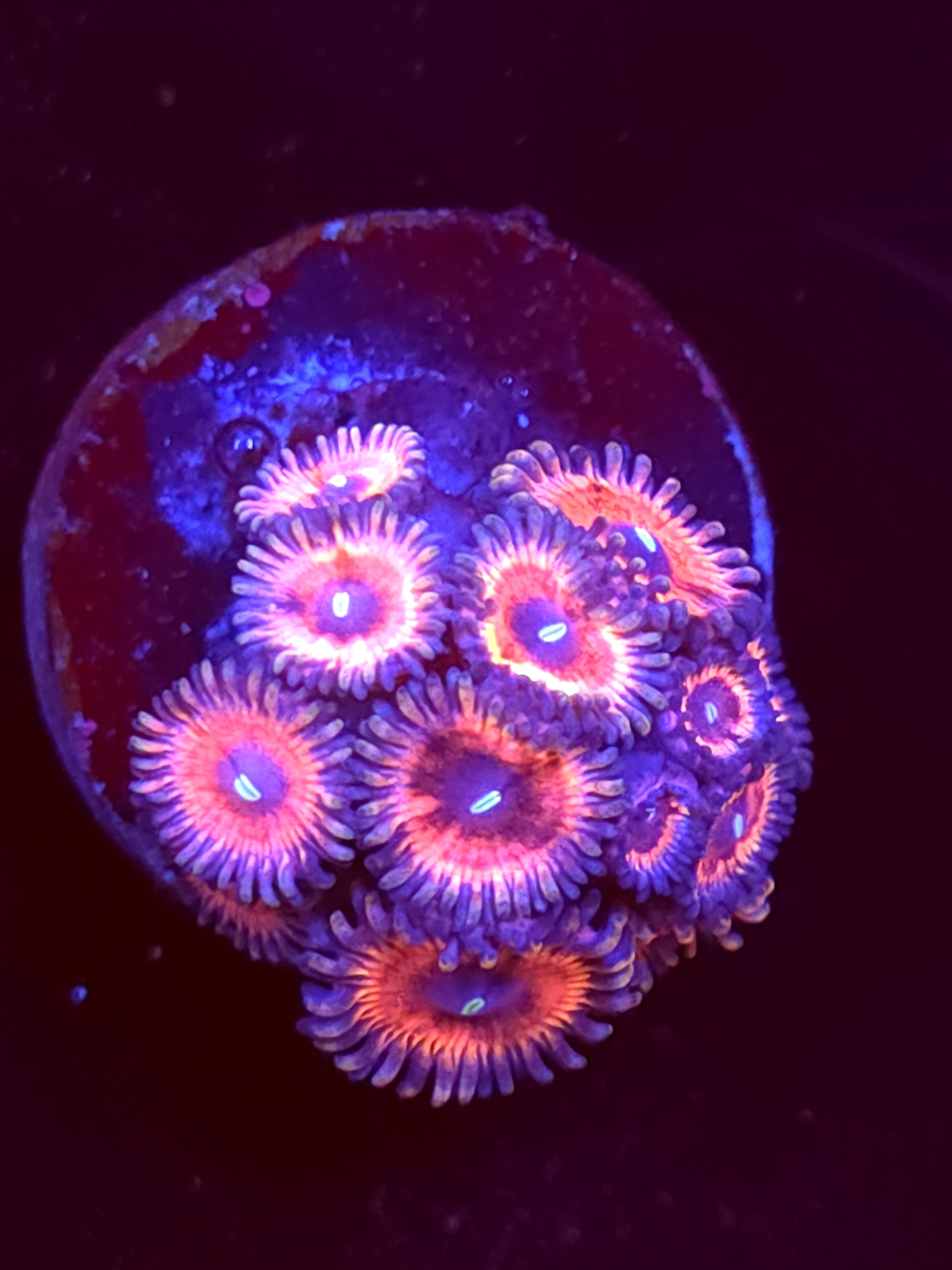 SBB "No Name" Zoa 5 Polyps
