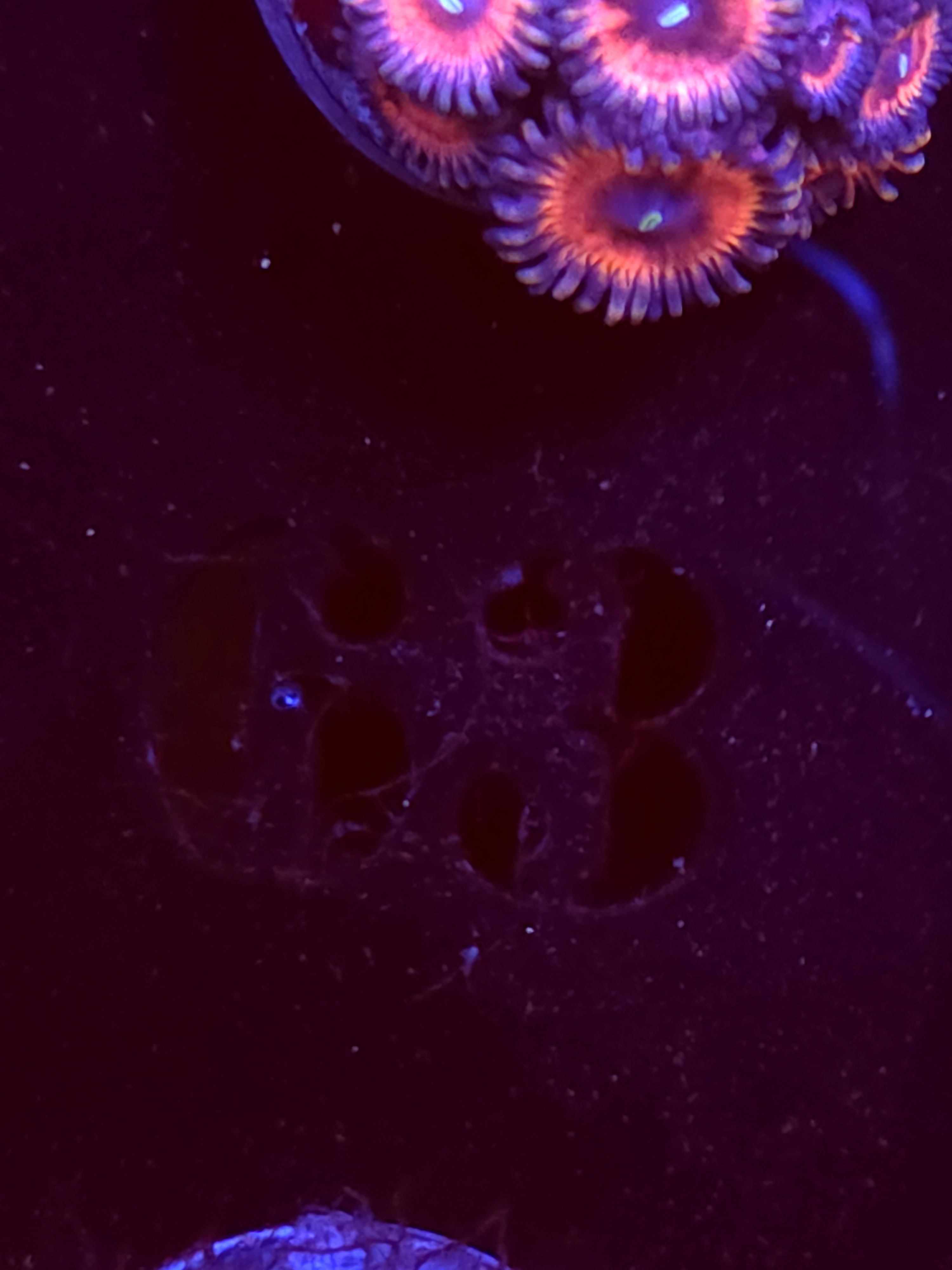 SBB "No Name" Zoa 4 Polyps