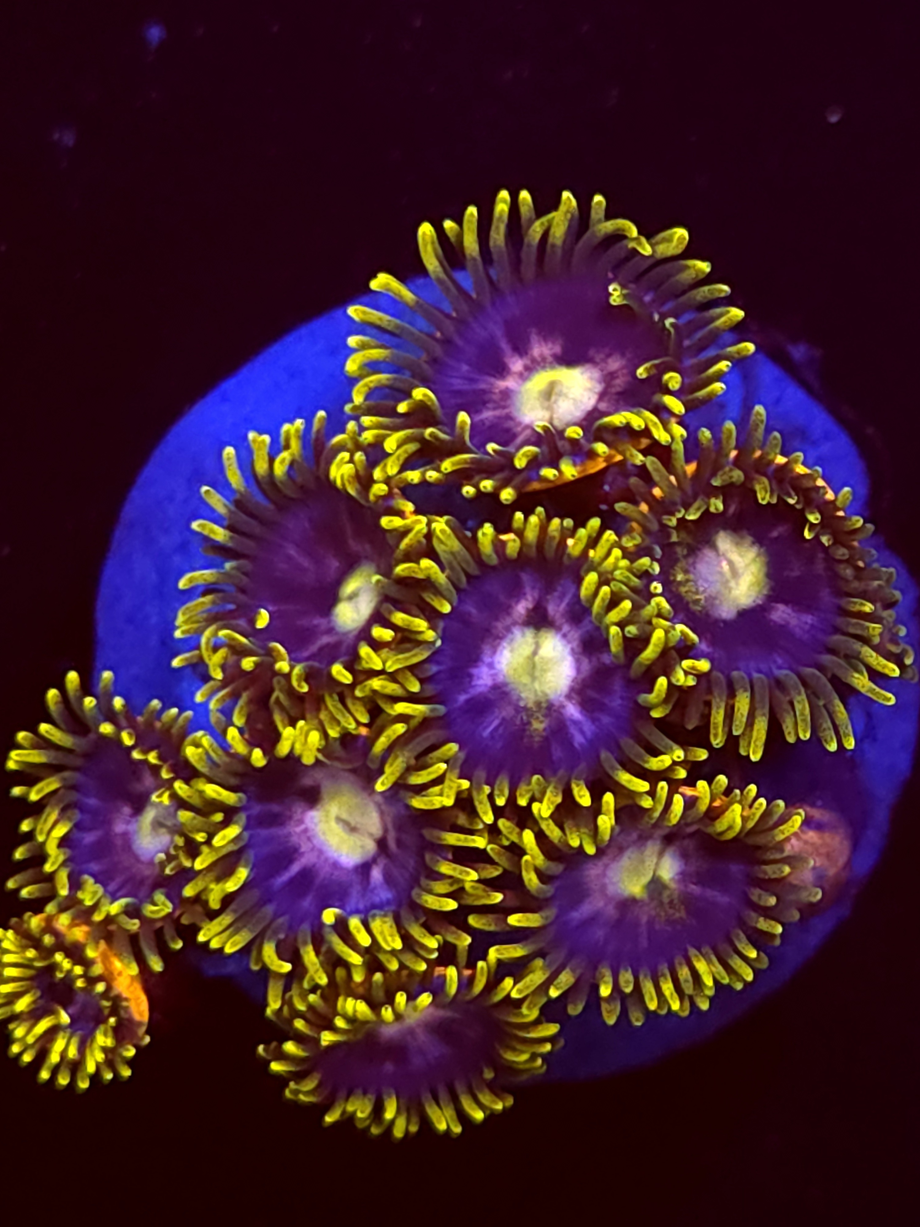 SBB "No Name" Zoa Mini Colony