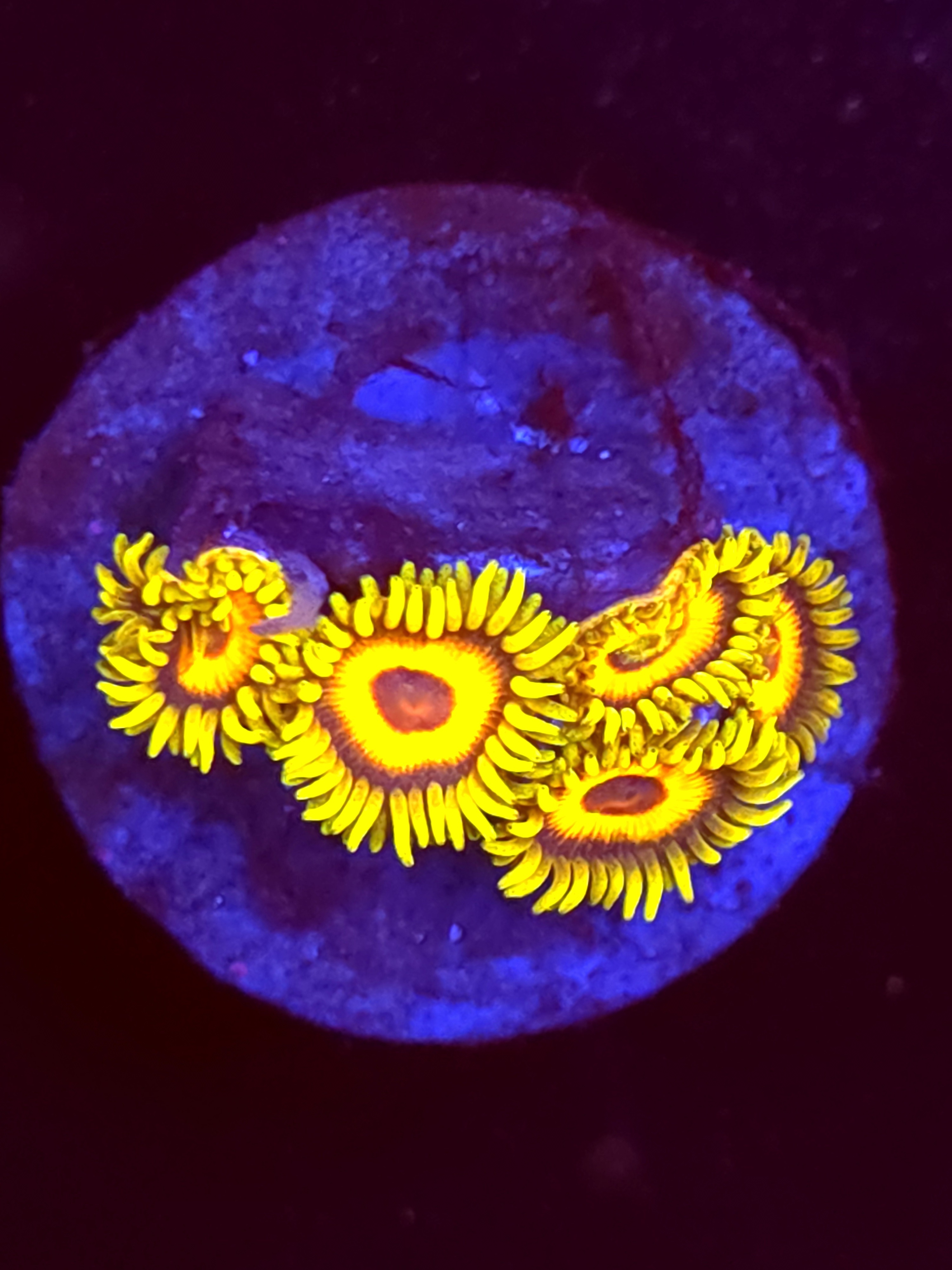 SBB "No Name" Zoa 3+ polyps