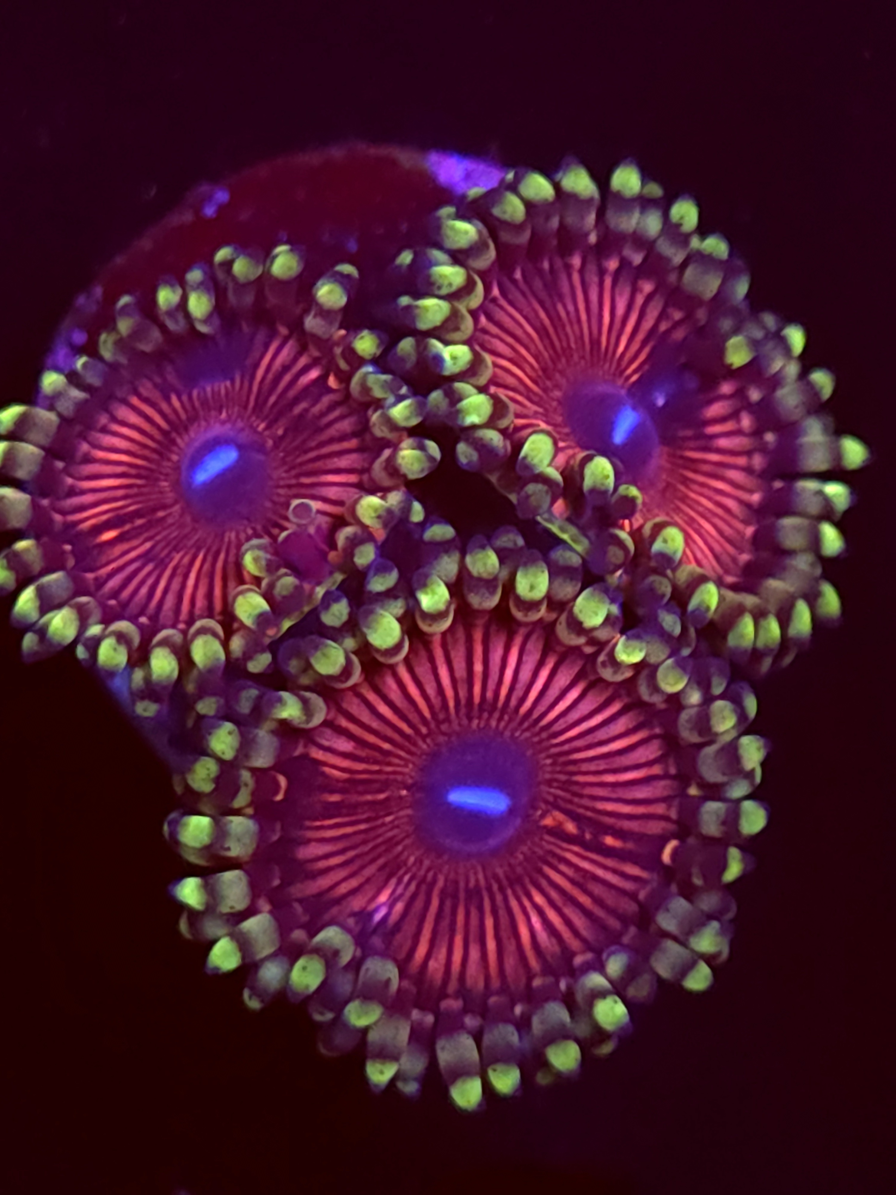 SBB "Ufo Candy" Zoa 3 Polyps