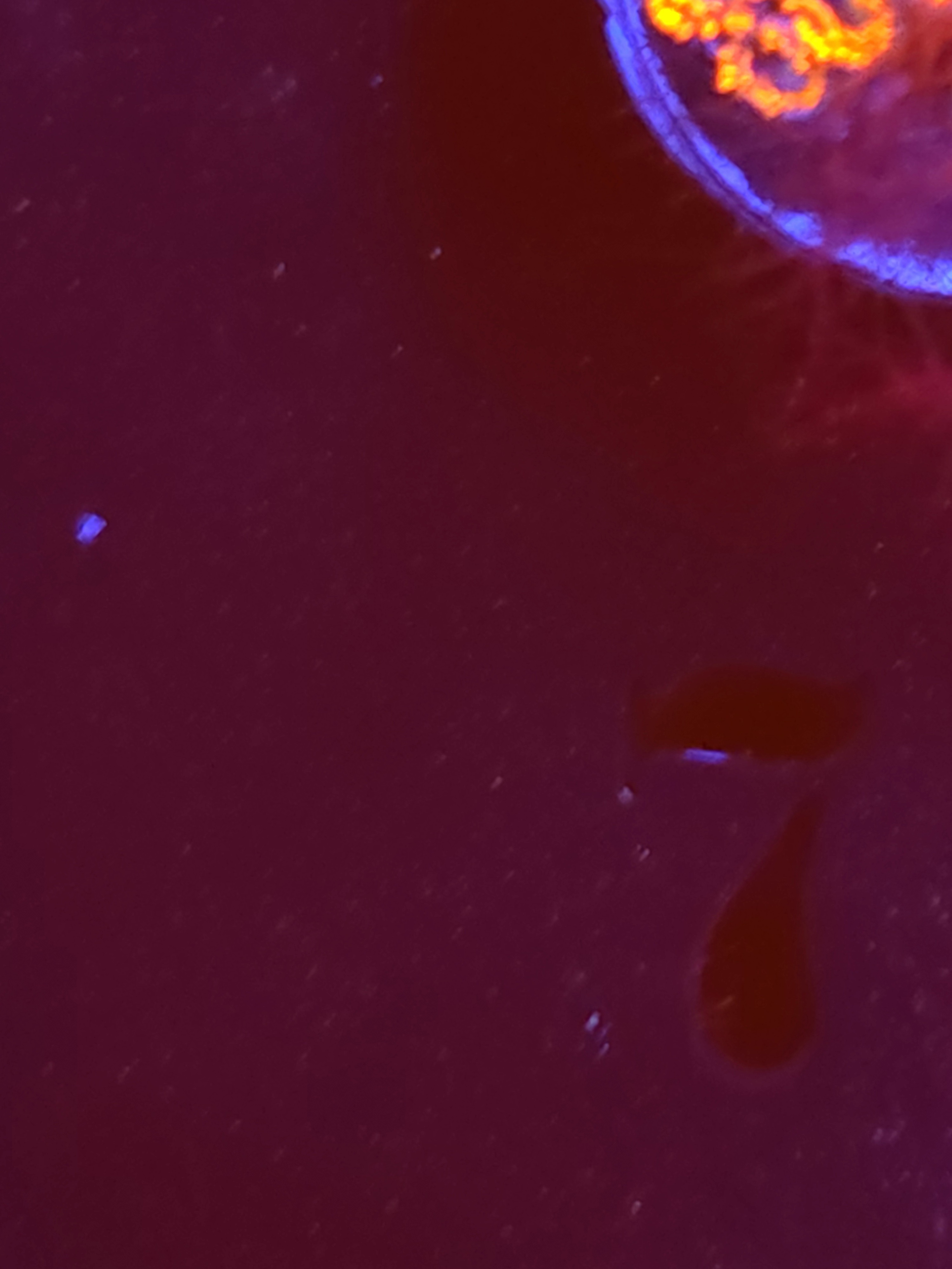 SBB "No Name" Zoa 4 Polyps