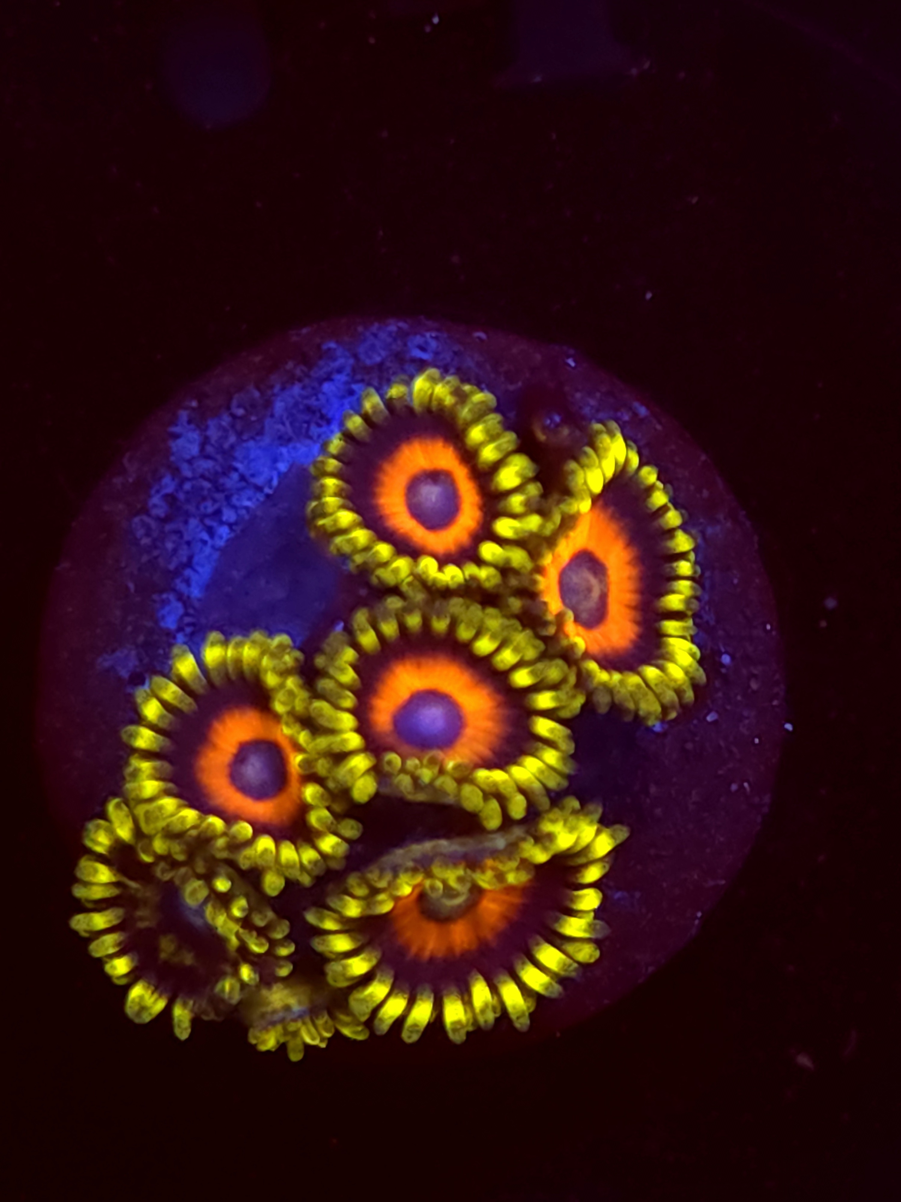 SBB "No Name" Zoa Mini Colony