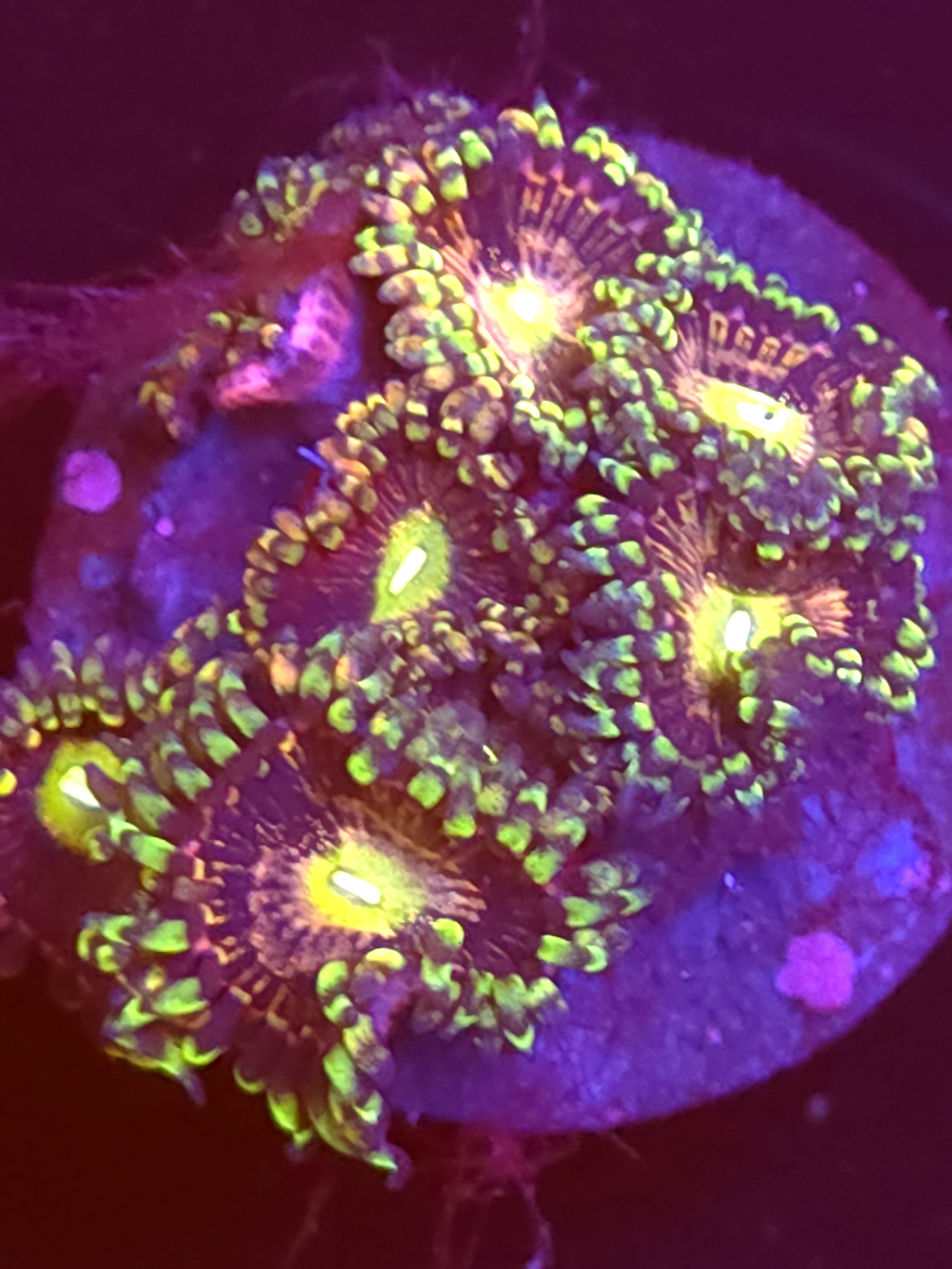 SBB "No Name" Zoa Mini Colony