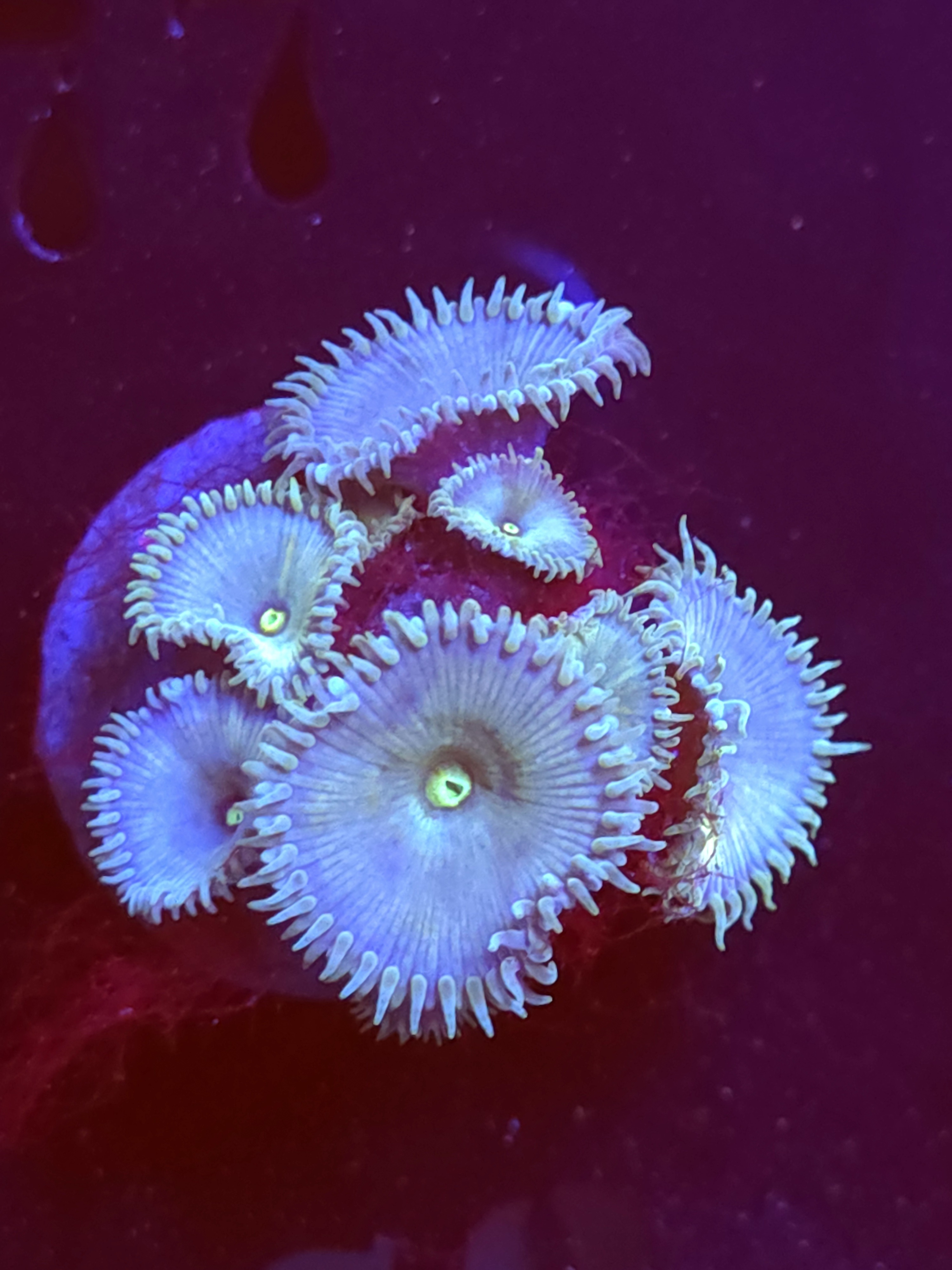 SBB "No Name" Zoa Mini Colony