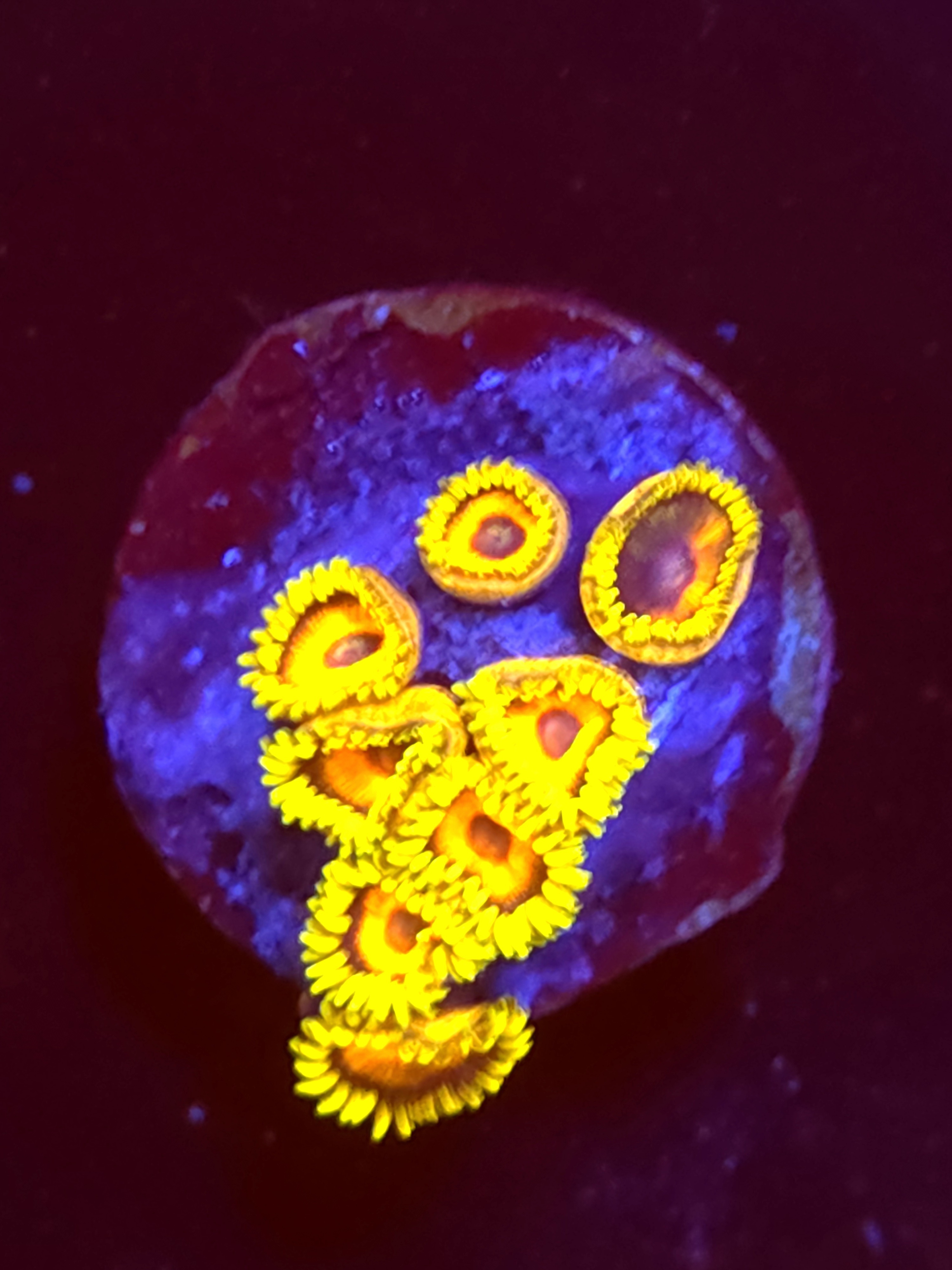 SBB "No Name" Zoa Mini Colony