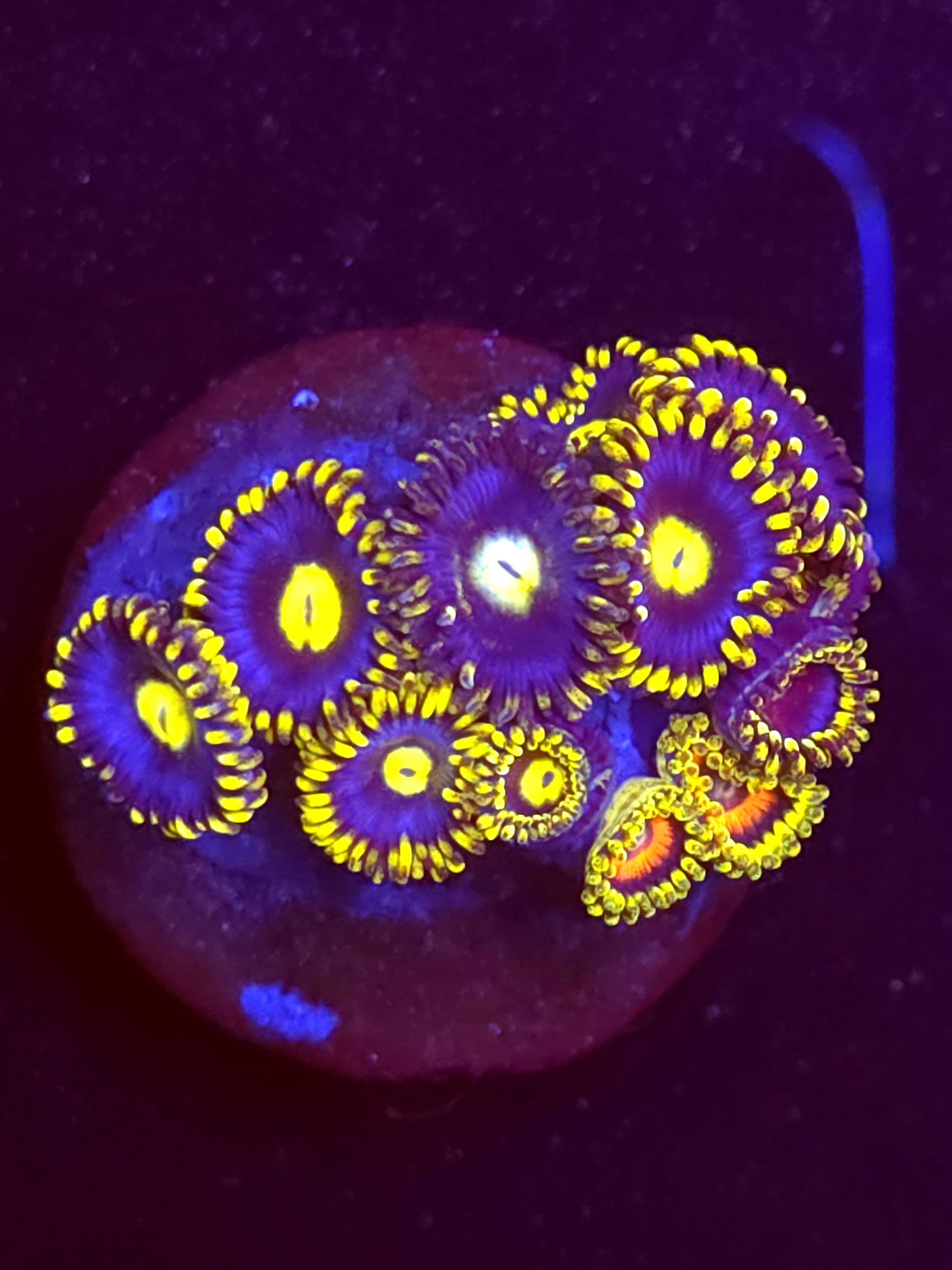 SBB "No Name" Zoa 5 Polyps