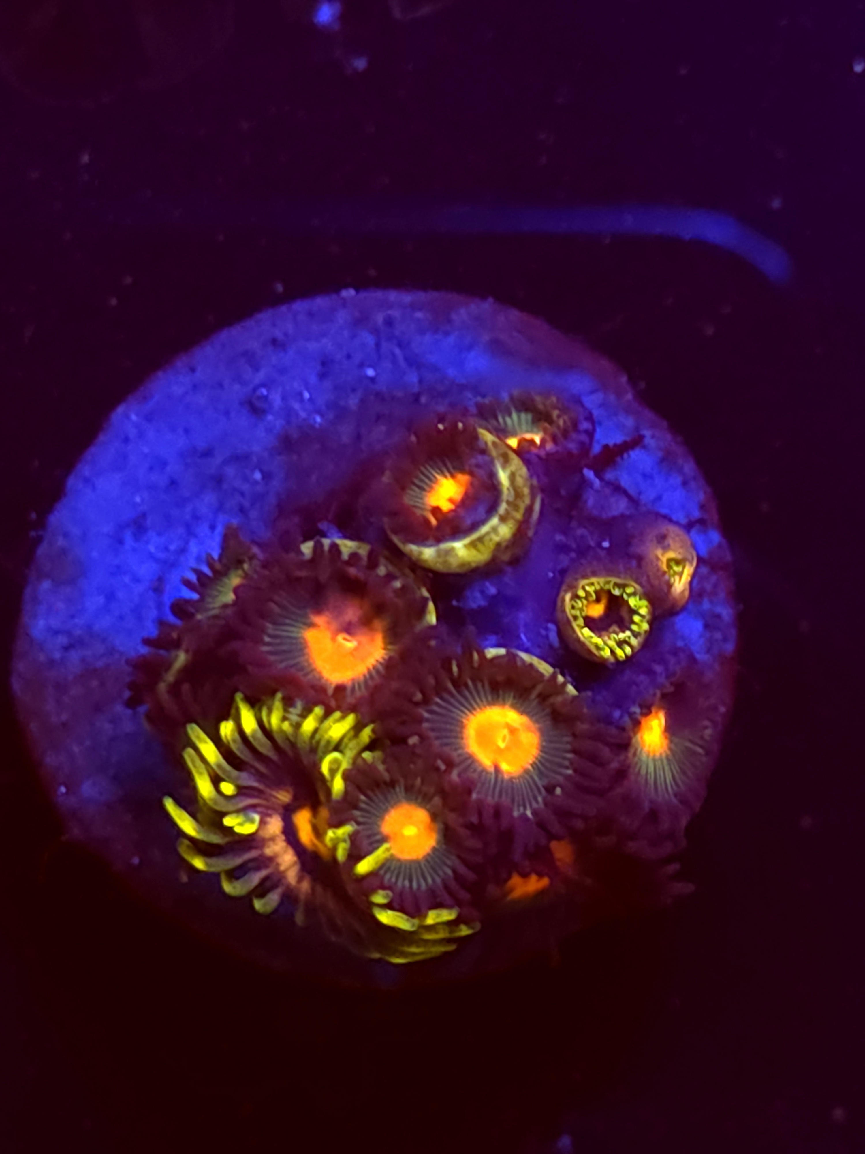 SBB "No Name" Zoa Mini Colony