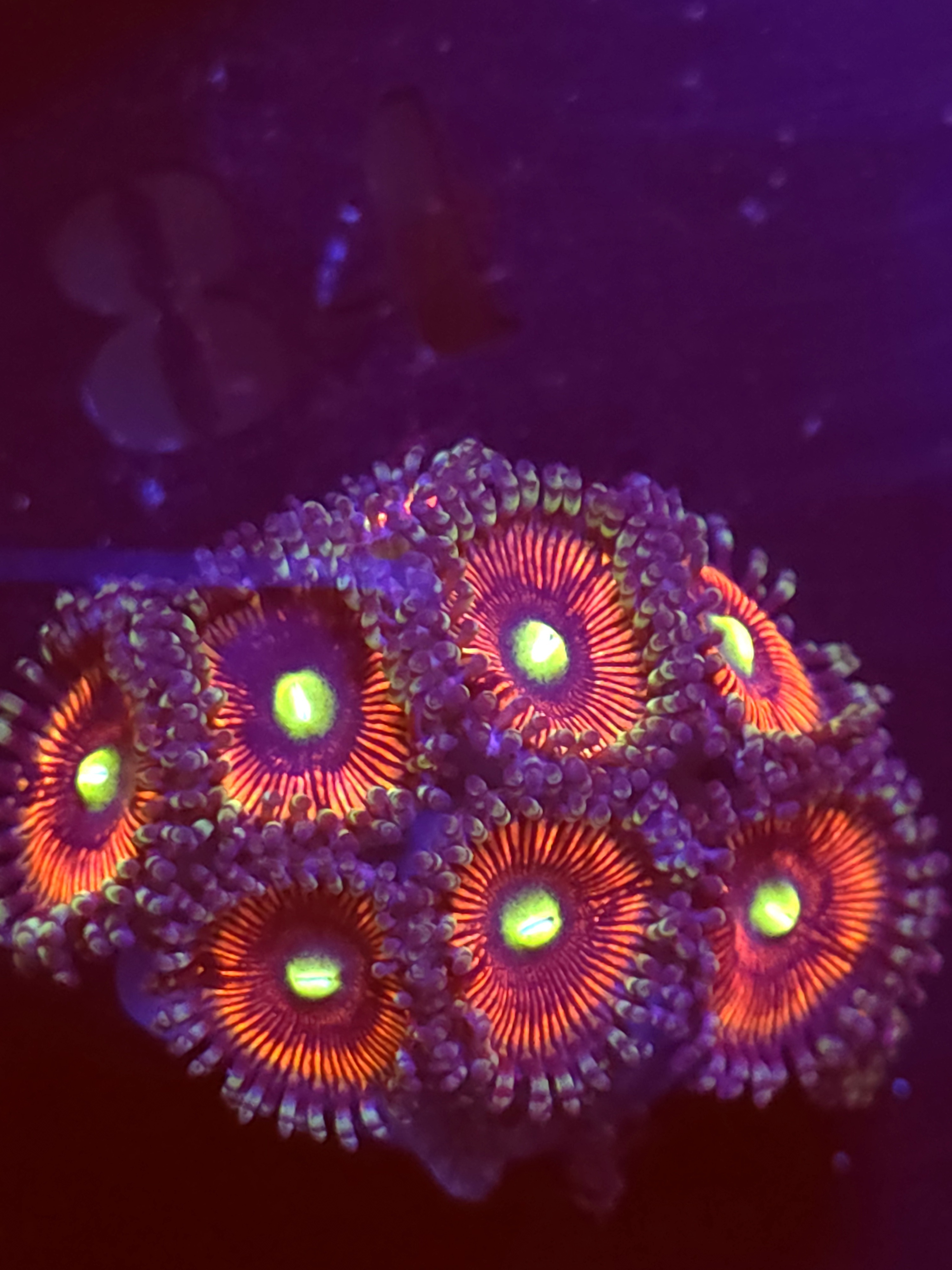 SBB "Mystery Signature" Zoa Mini Colony
