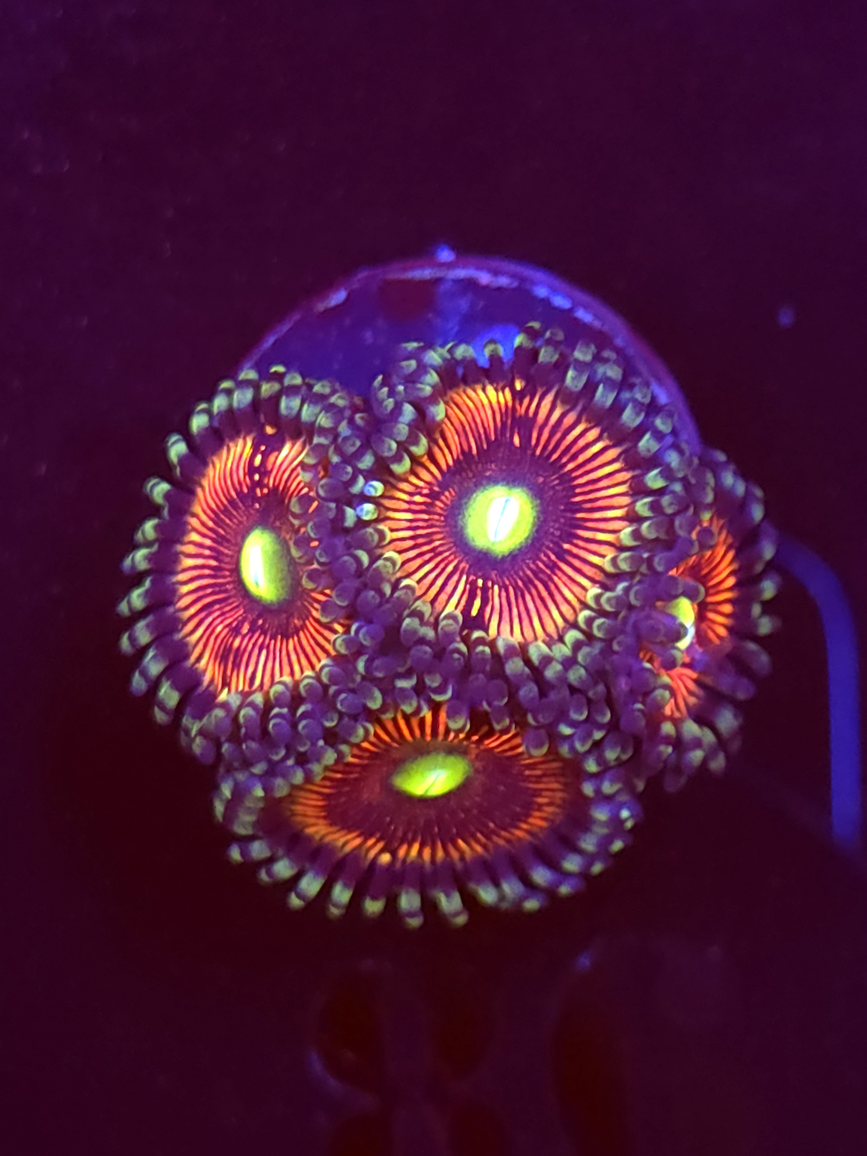 SBB "Iron Throne" Zoa 4 Polyps