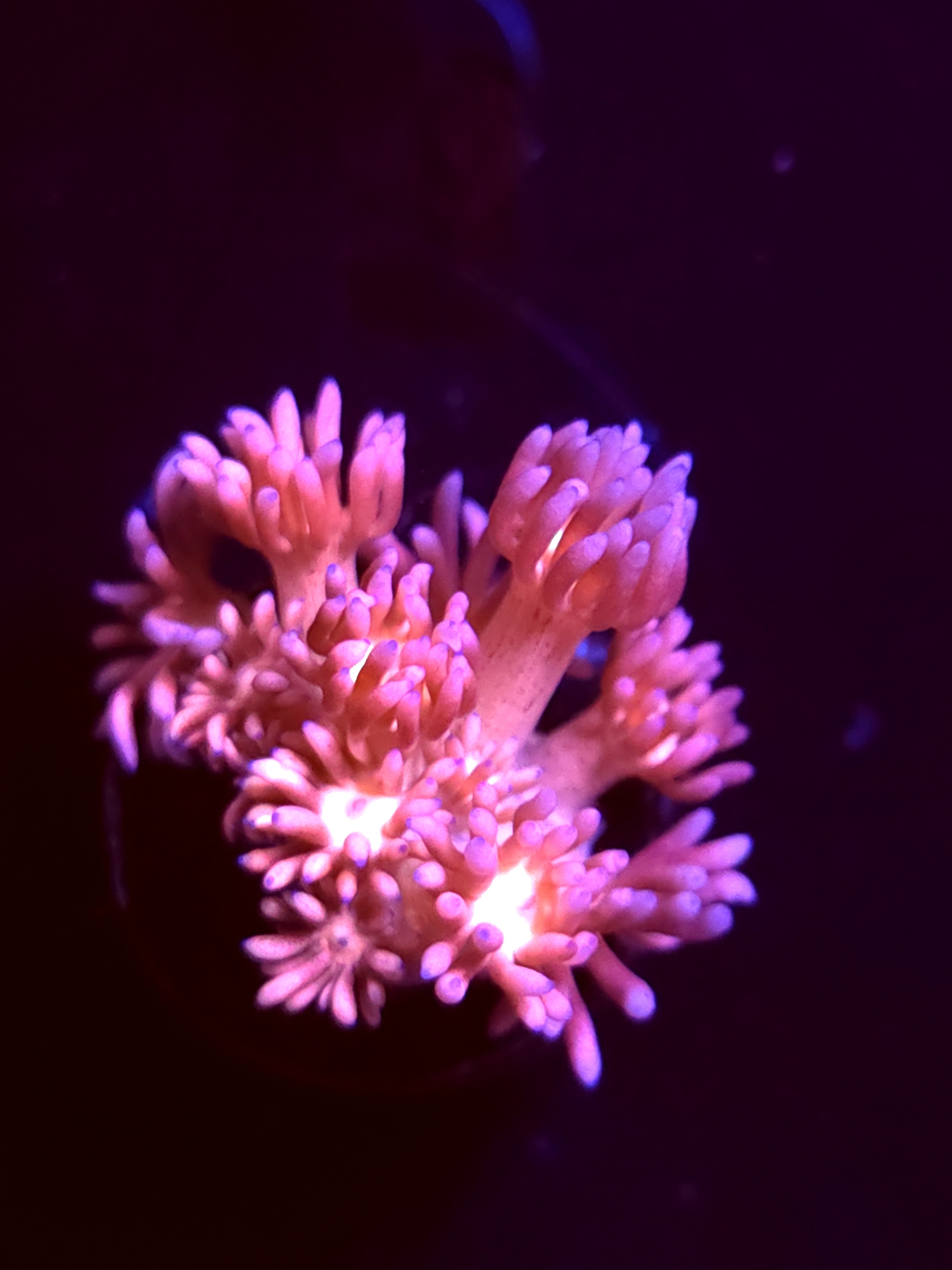 SBB "Color Storm" Goni Small