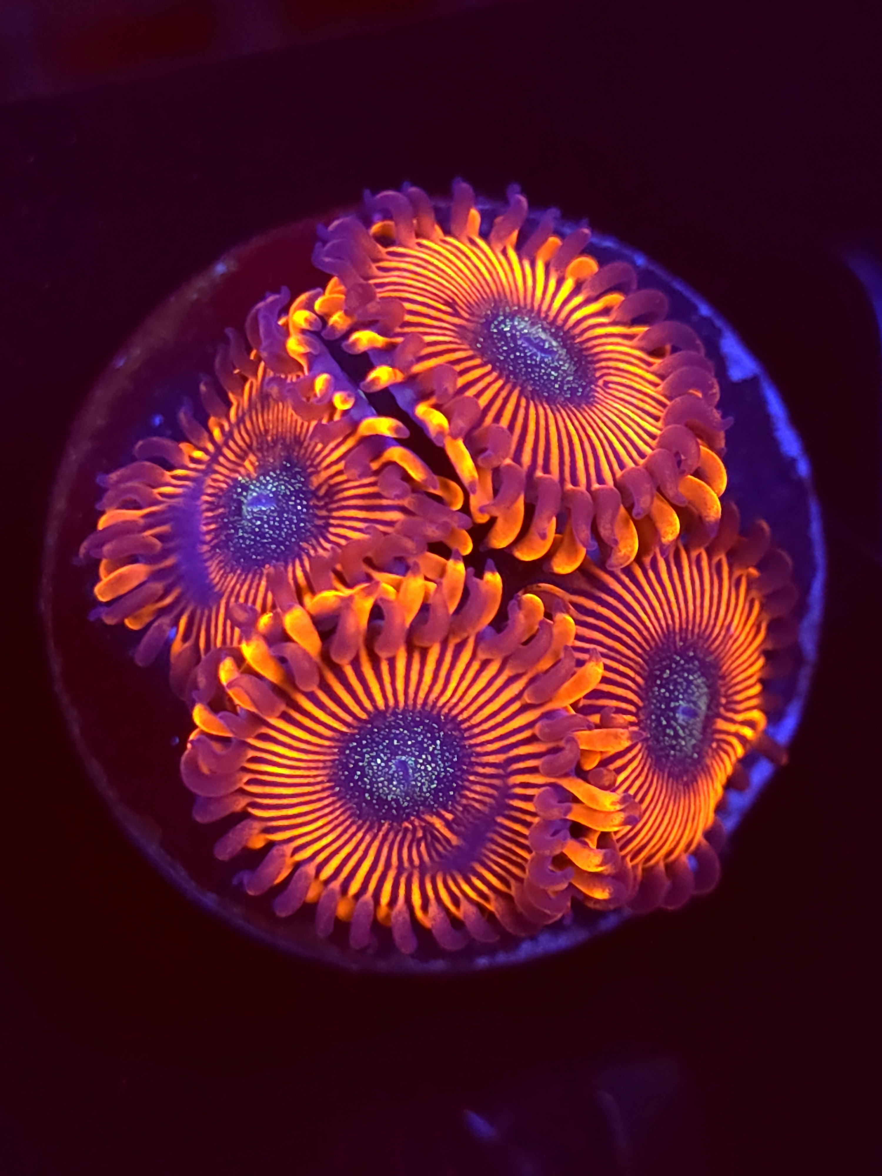 SBB "Magicians" Zoa 4 Polyps