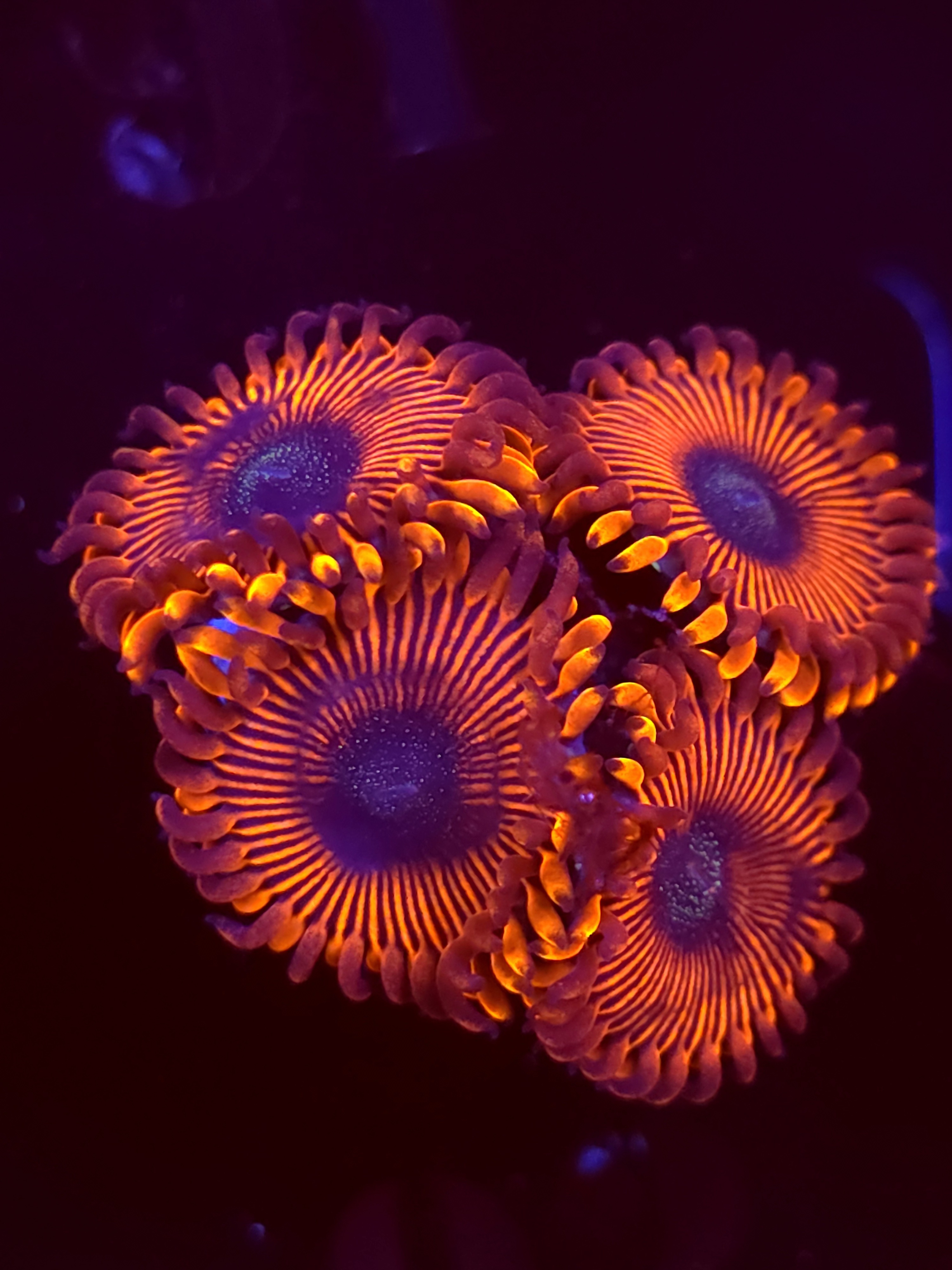 SBB "Magicians" Zoa 4 Polyps