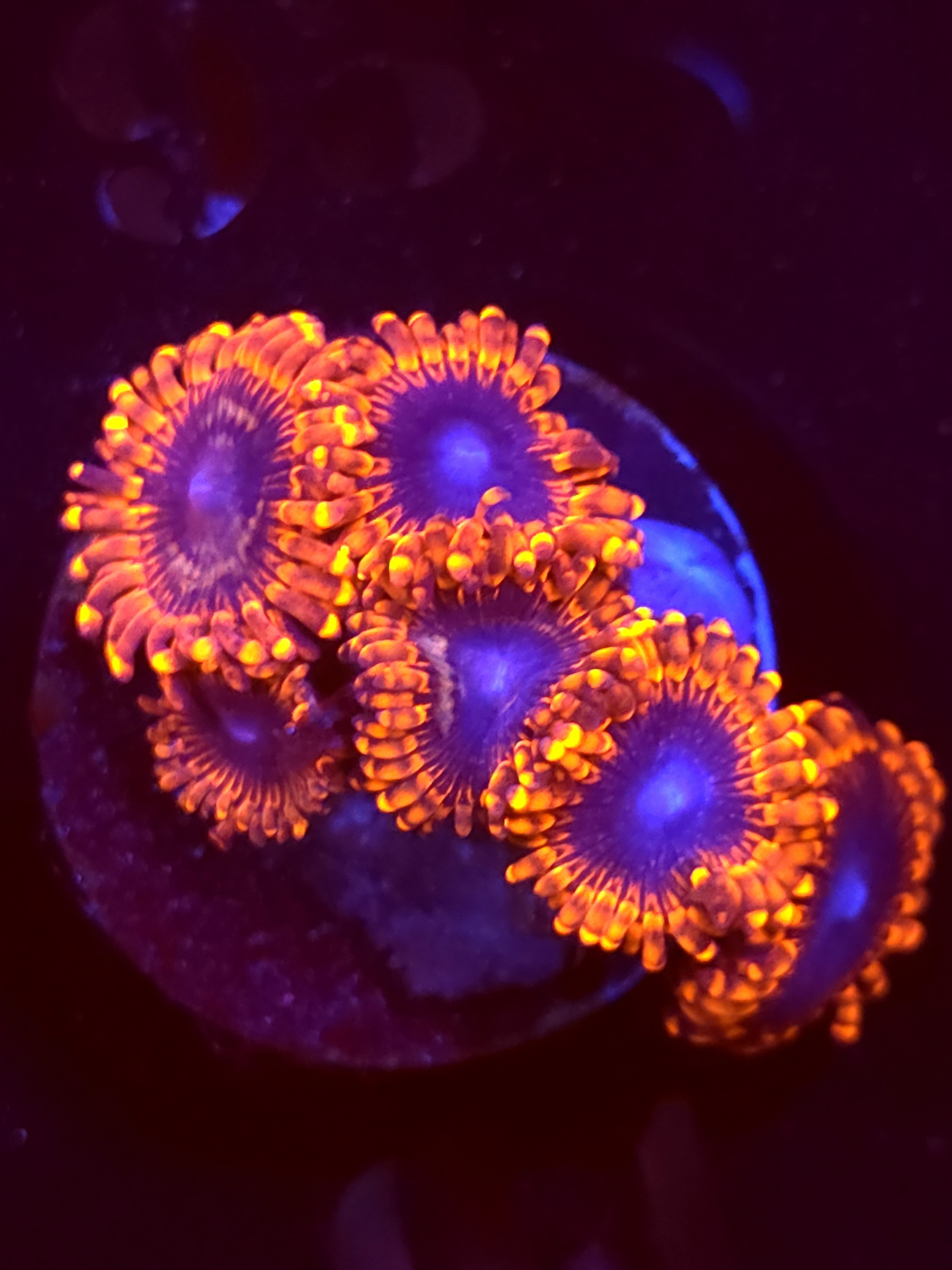 SBB "Magicians" Zoa Mini Colony