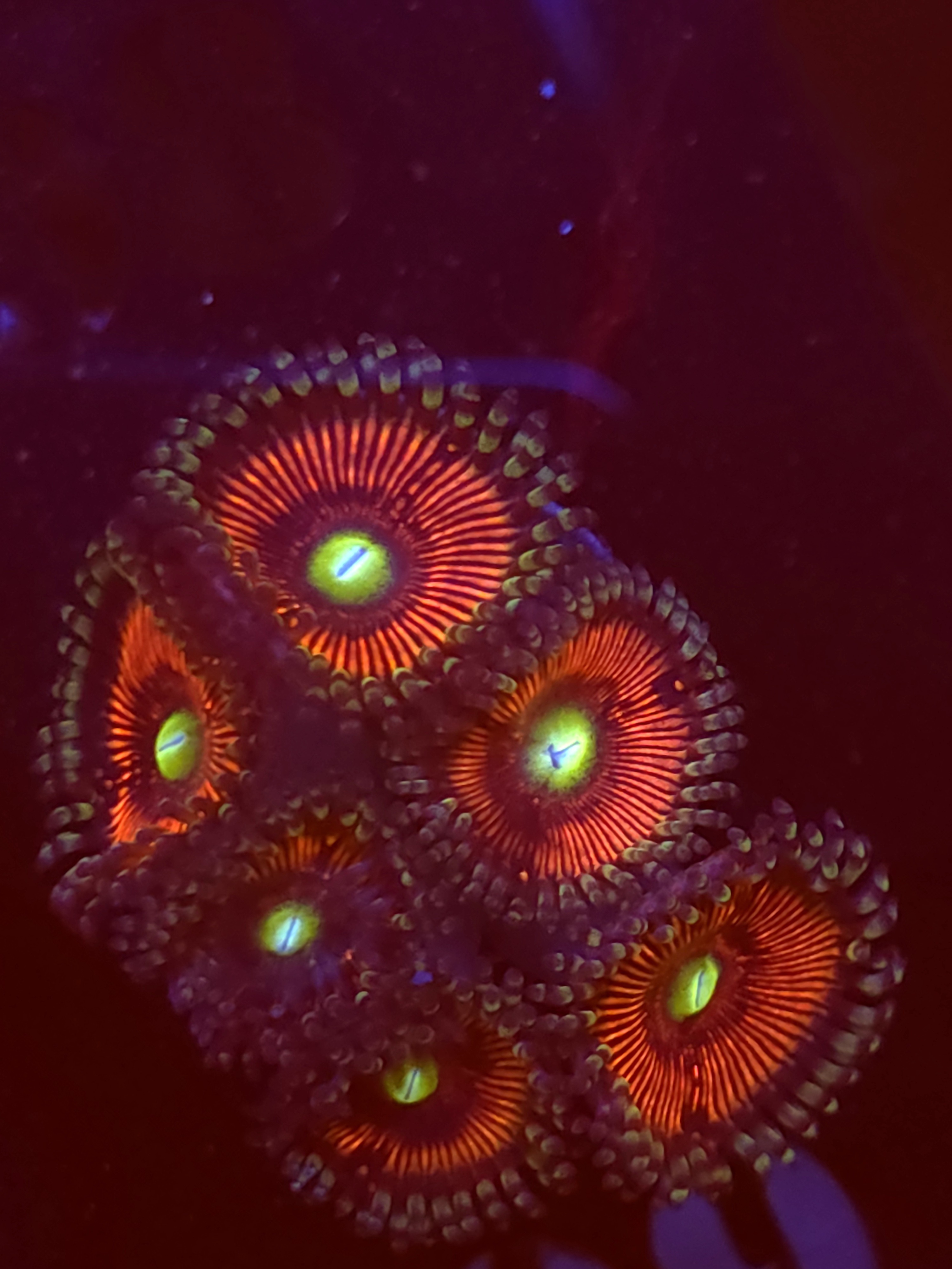 SBB "Iron Throne" Zoa Mini Colony