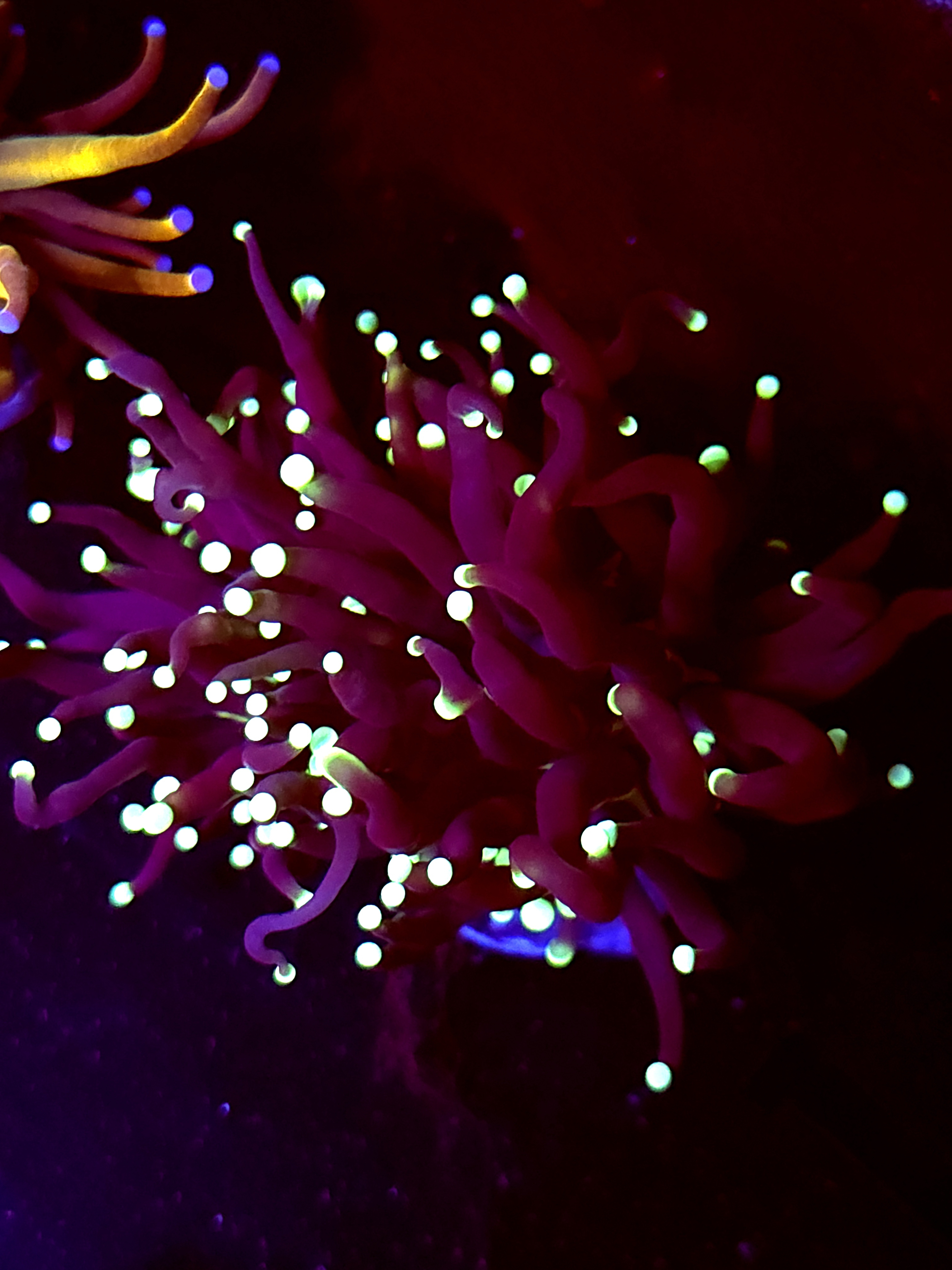 SBB " Black Panther" Torch