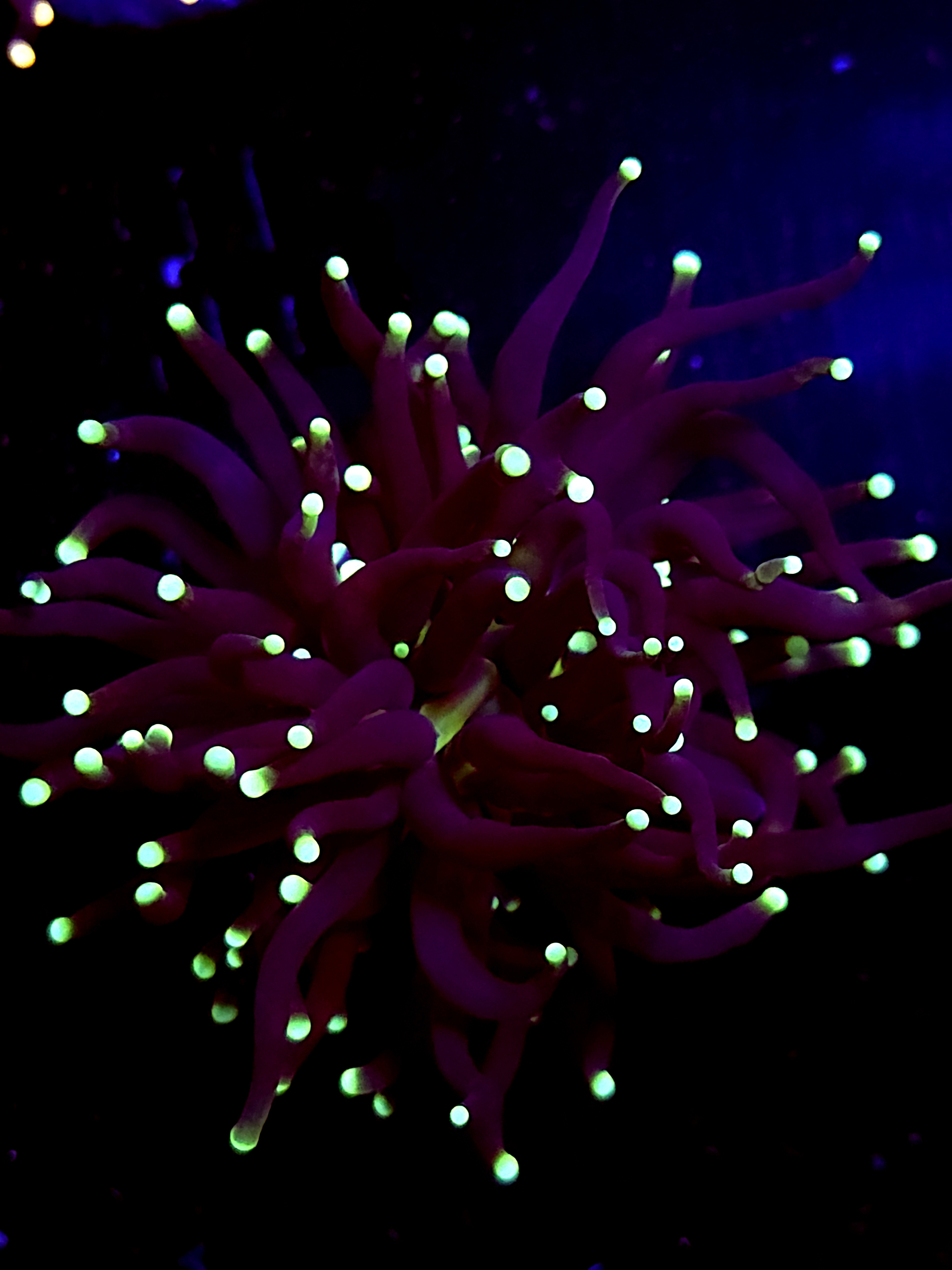 SBB " Black Panther" Torch