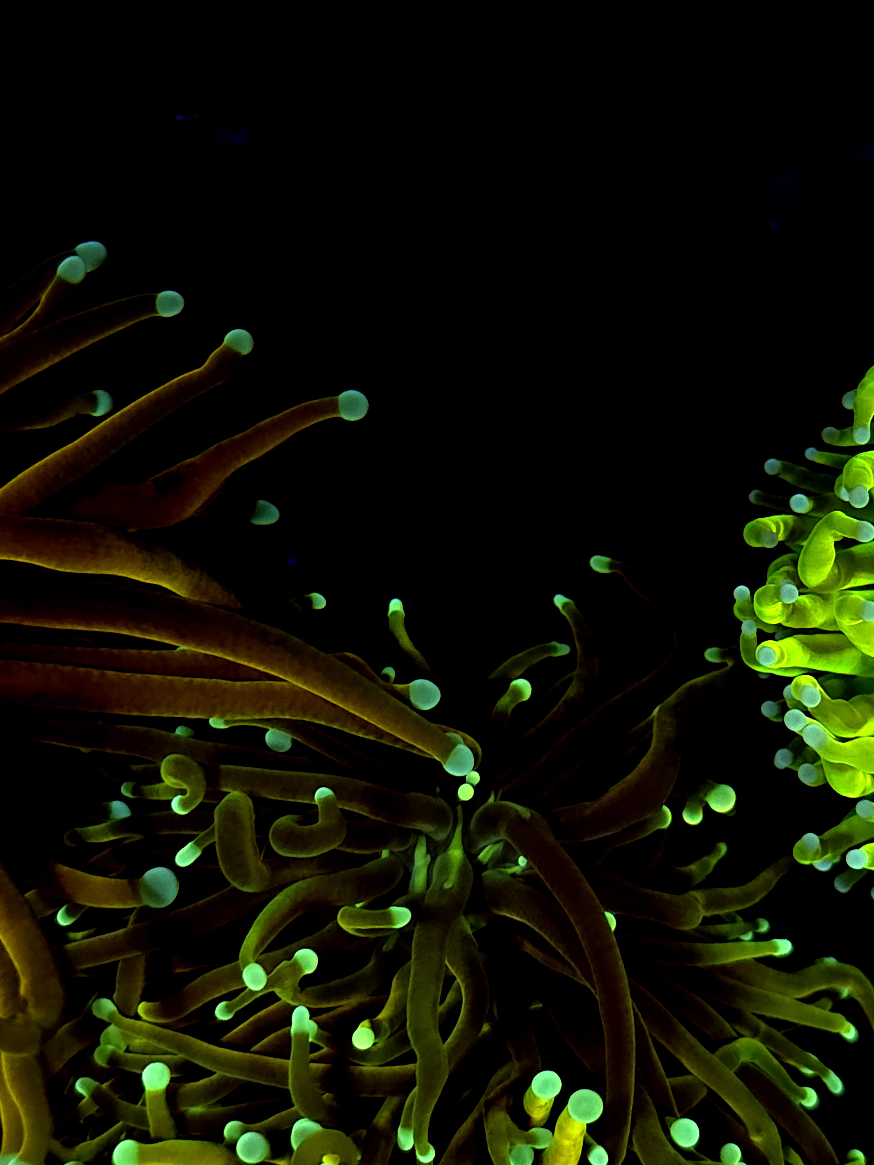 Colored Down Indo Gold Torch