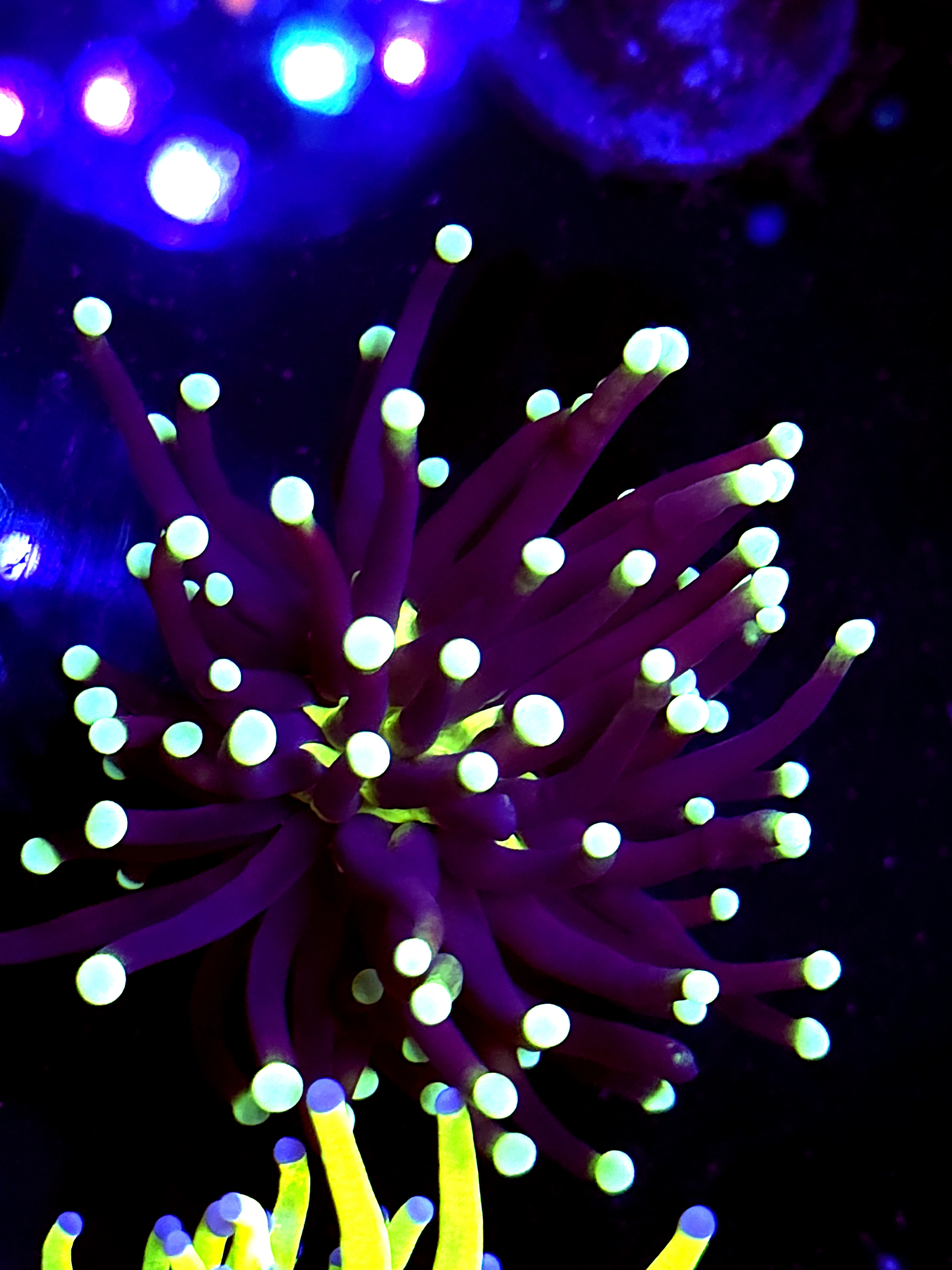 SBB " Black Panther" Torch