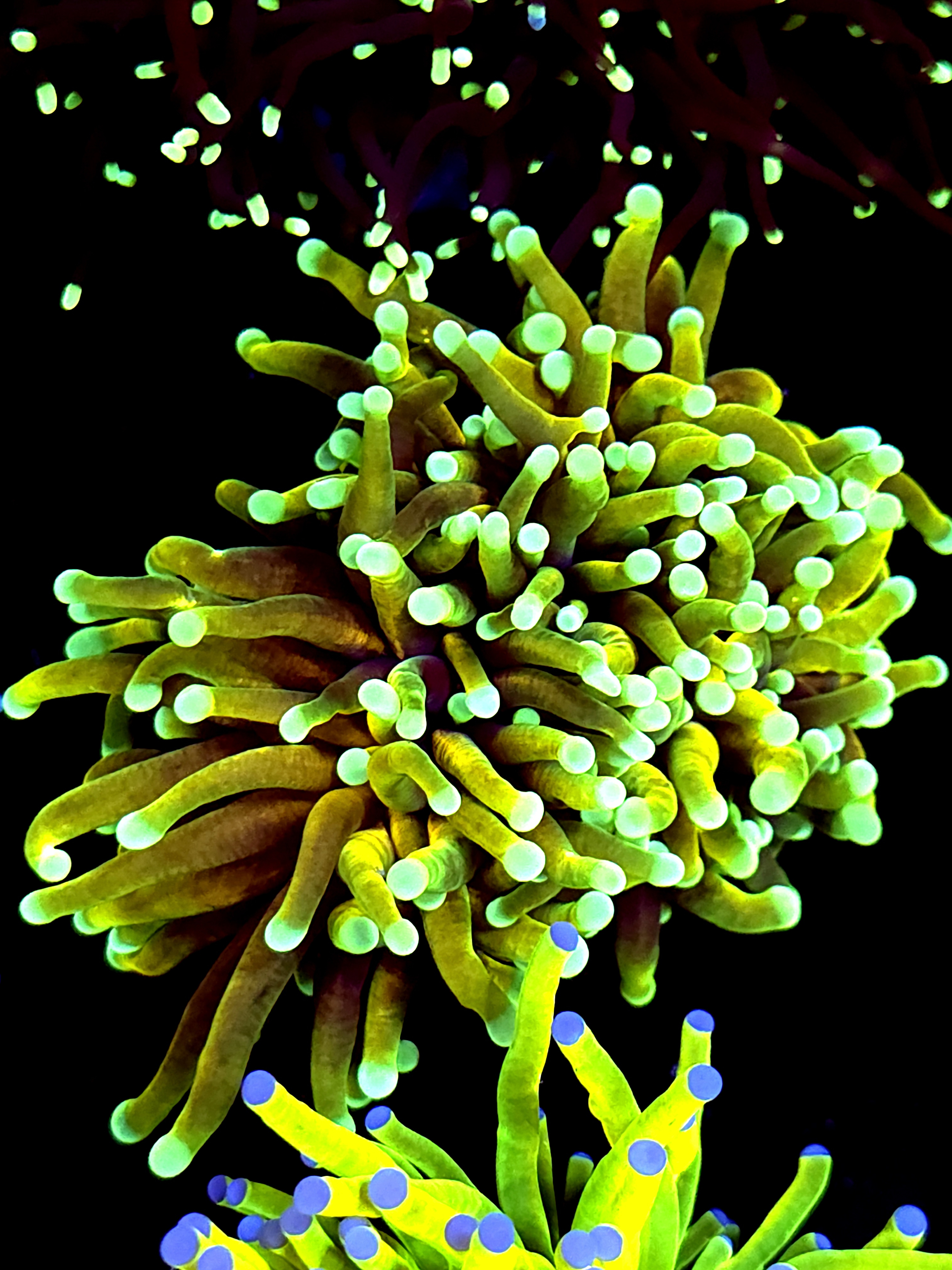 SBB " Hellfire" Torch