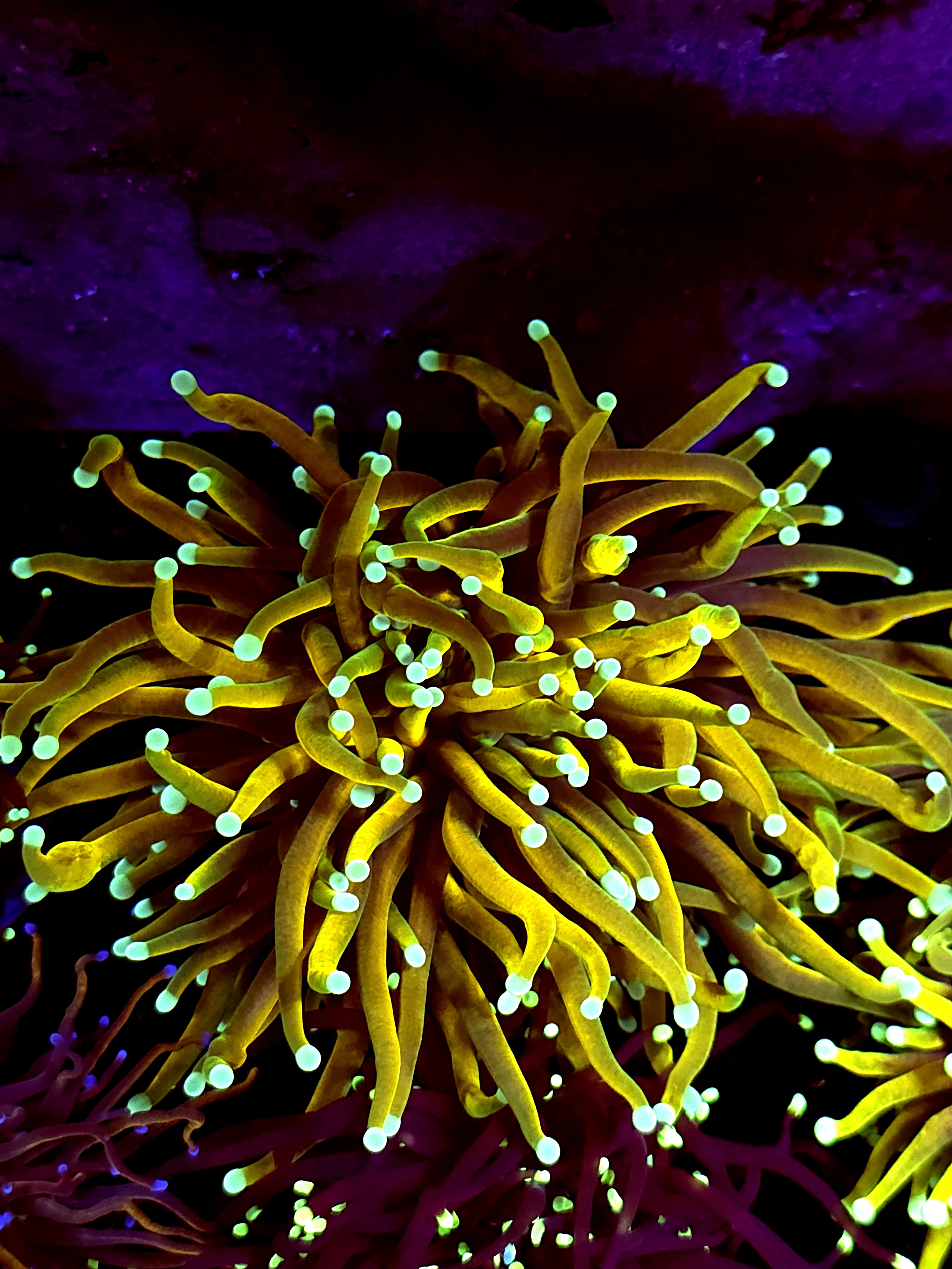 SBB " Dragon Soul" Torch