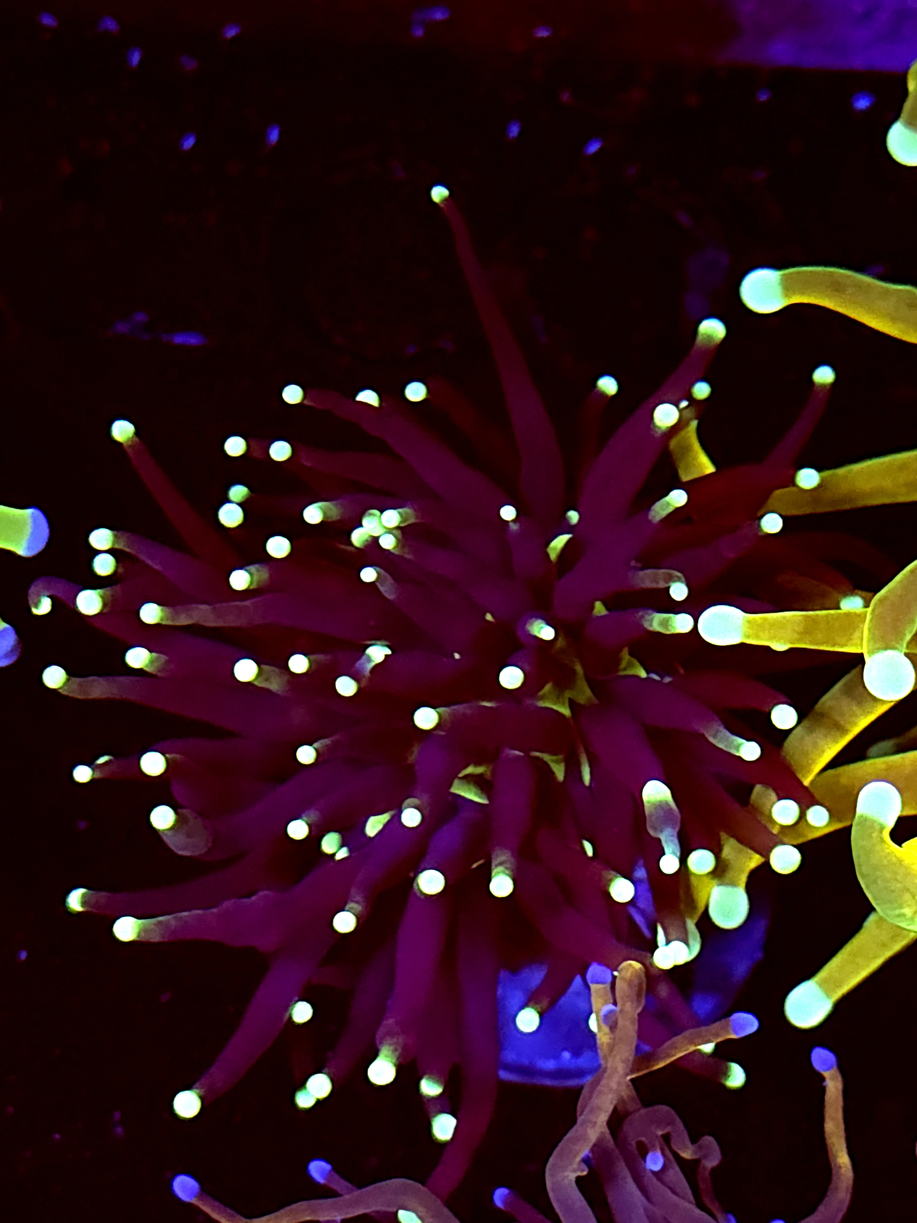 SBB " Black Panther" Torch