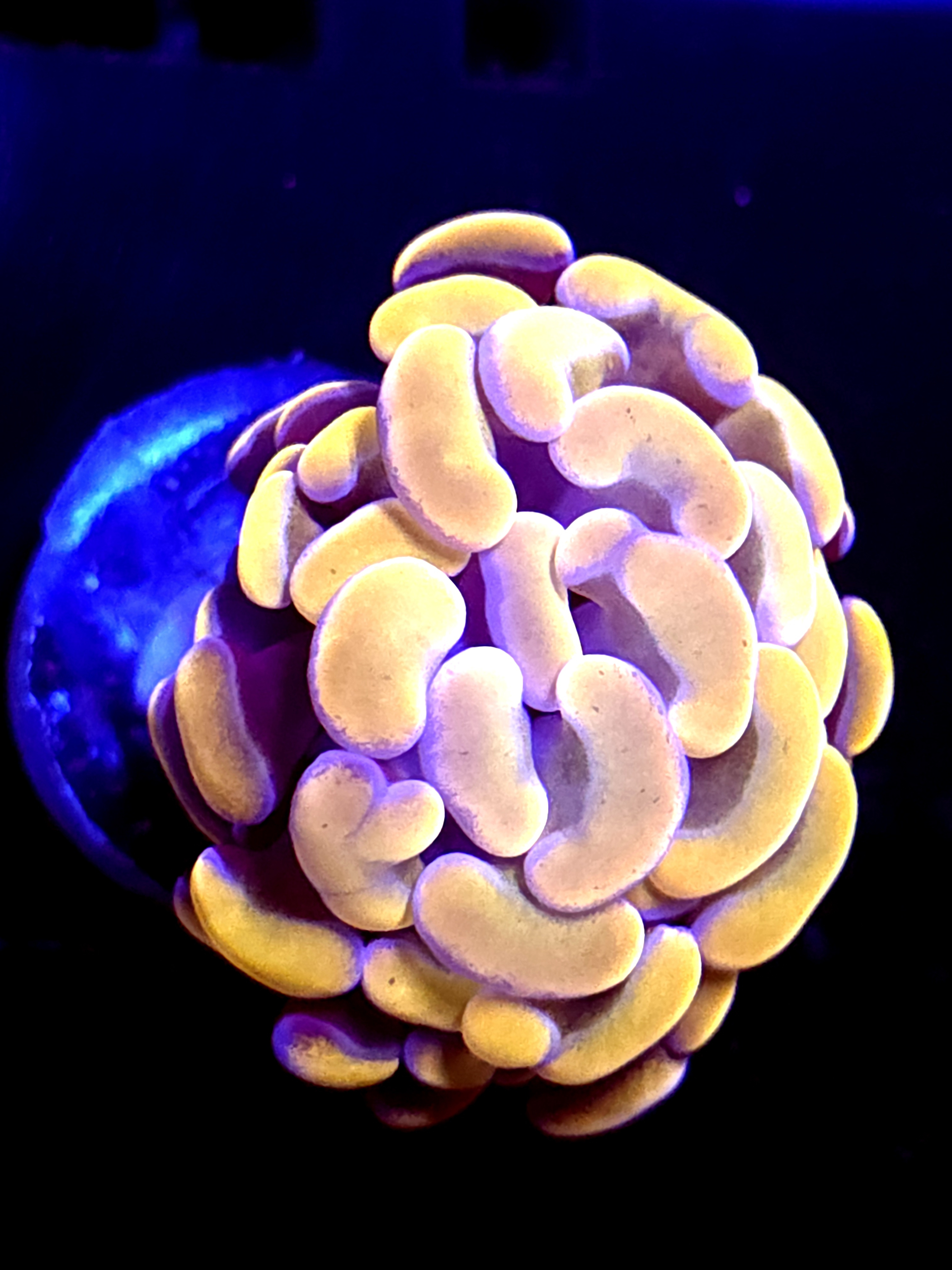 SBB Orange Indo hammer