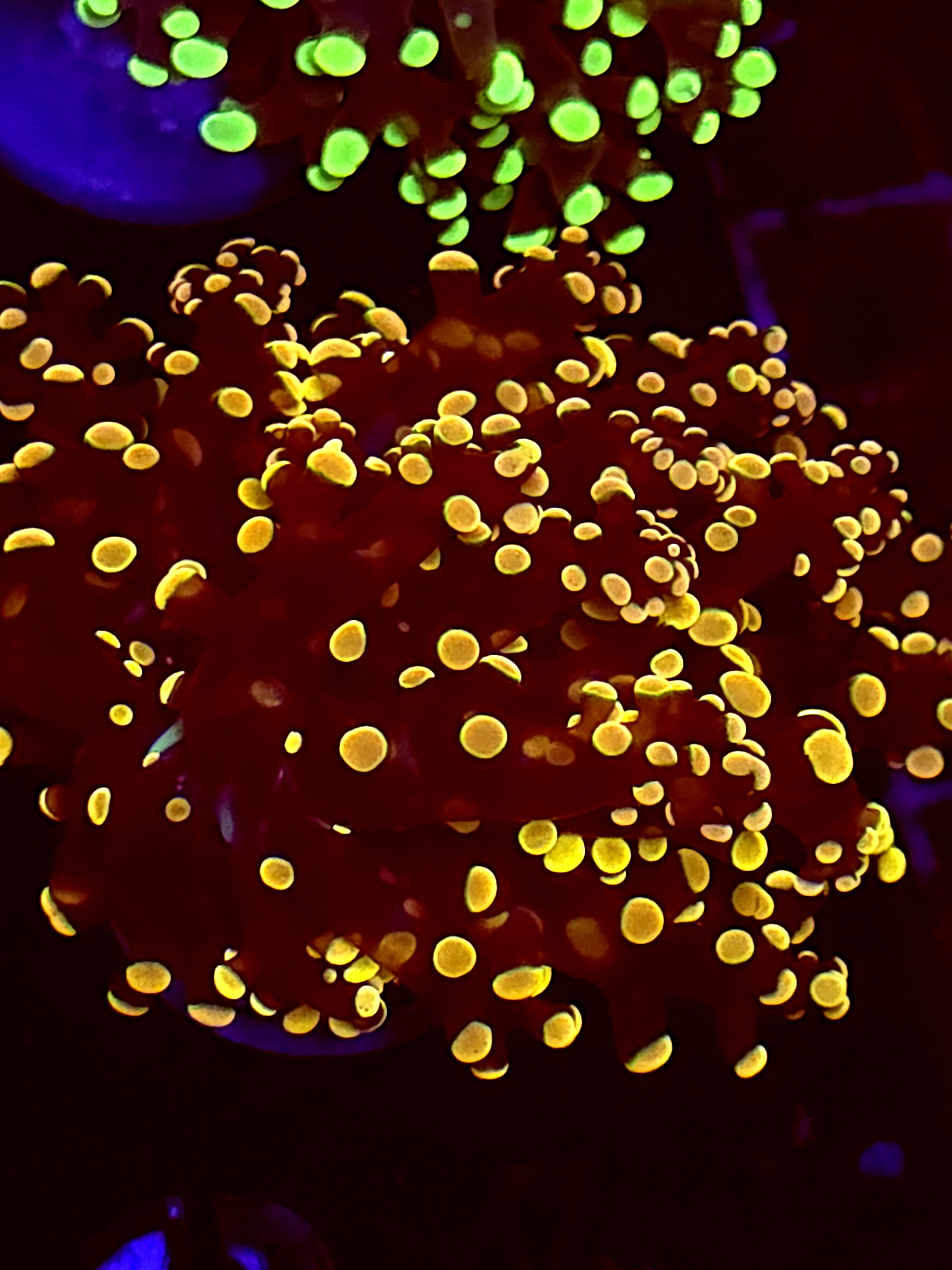 SBB Lavendor Breeze Frogpsawn