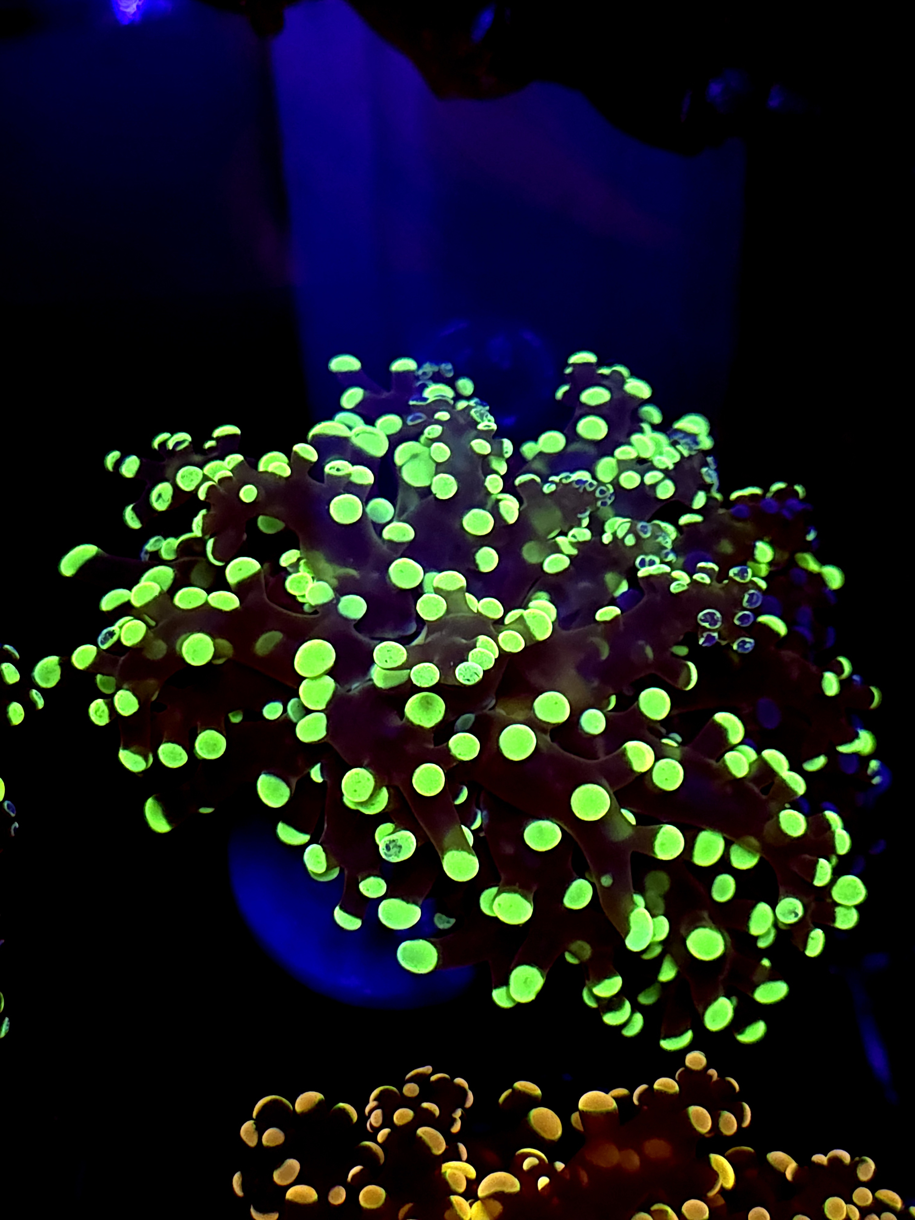 SBB Kermi the Frog Frogspawn