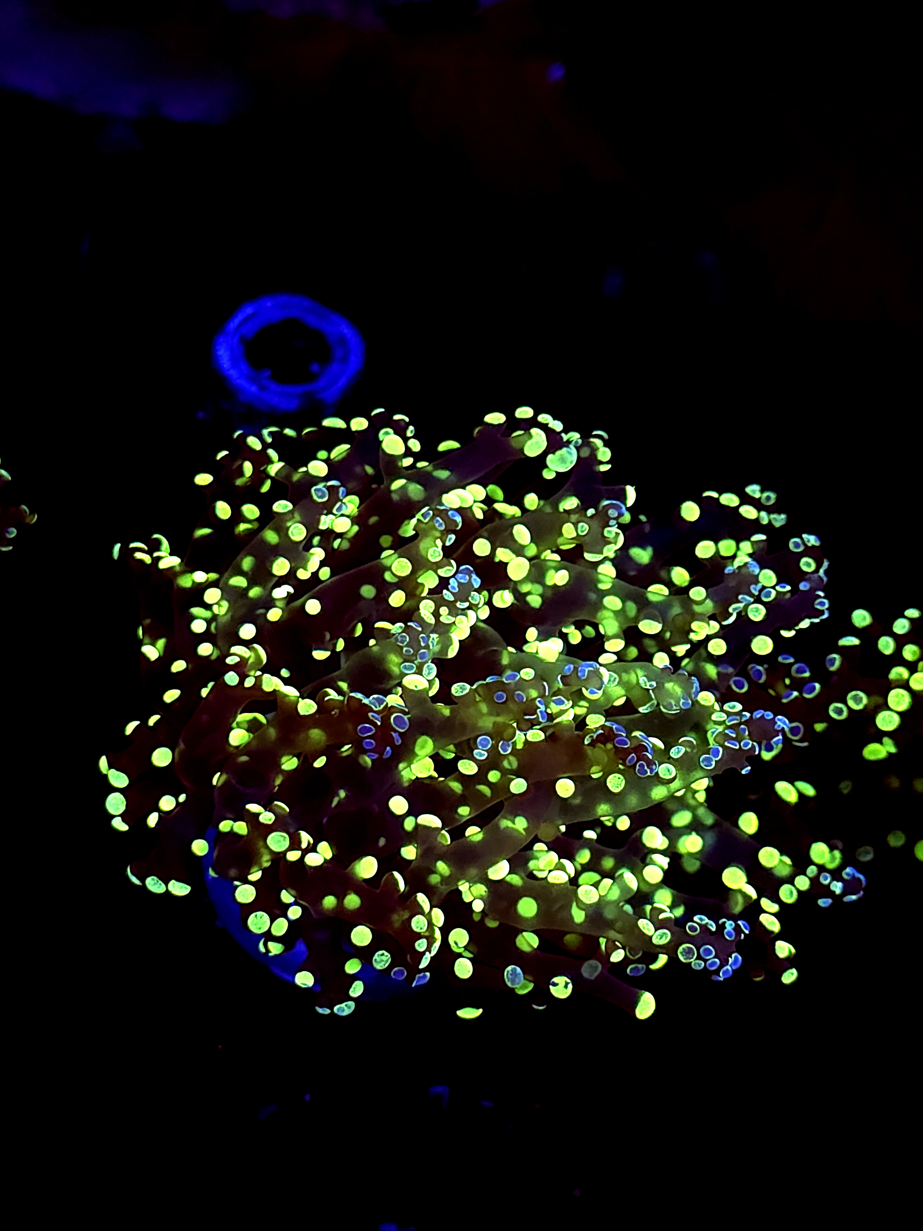 SBB Kermi the Frog Frogspawn