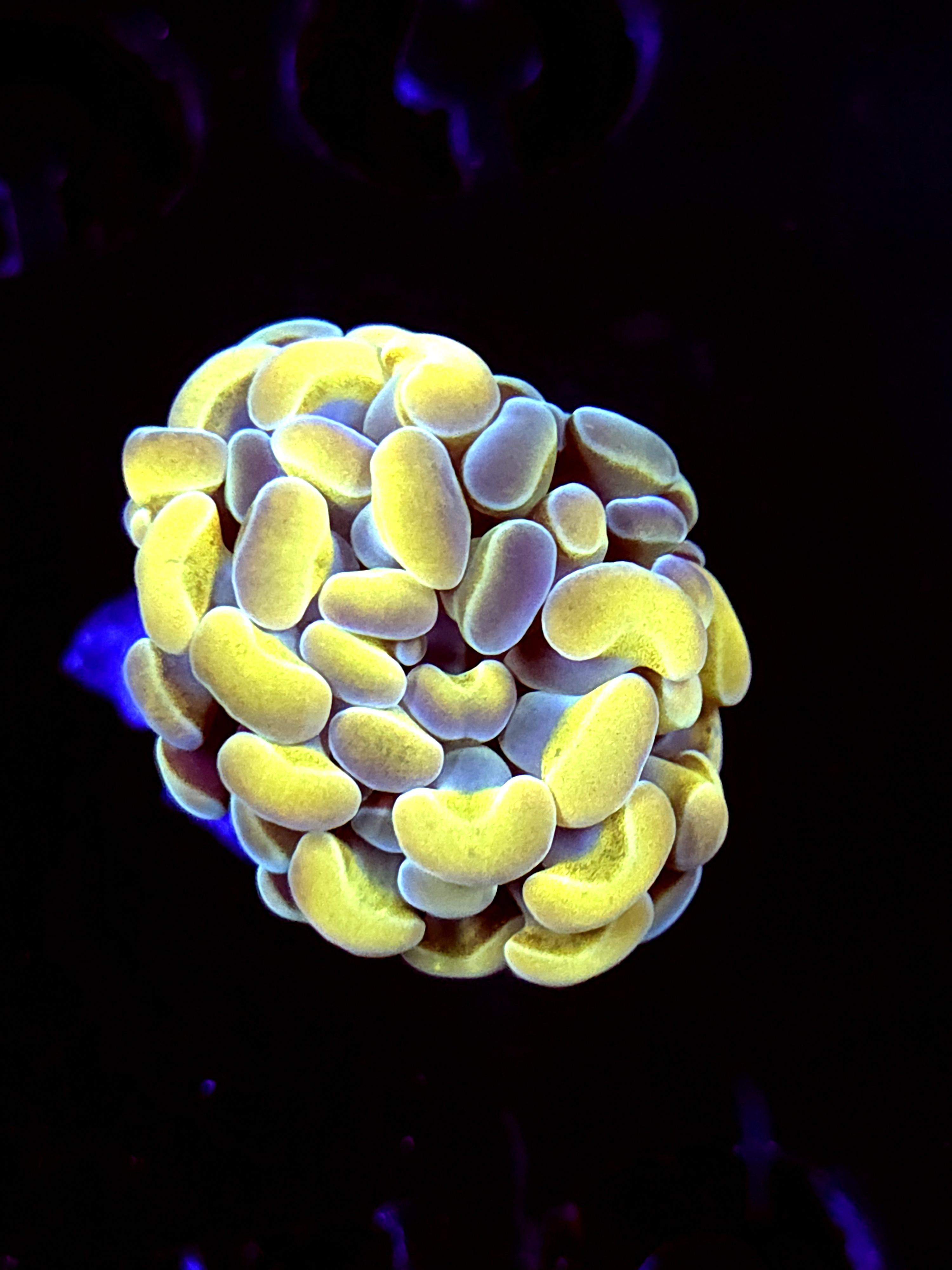 SBB Rustic Yellow Hammer