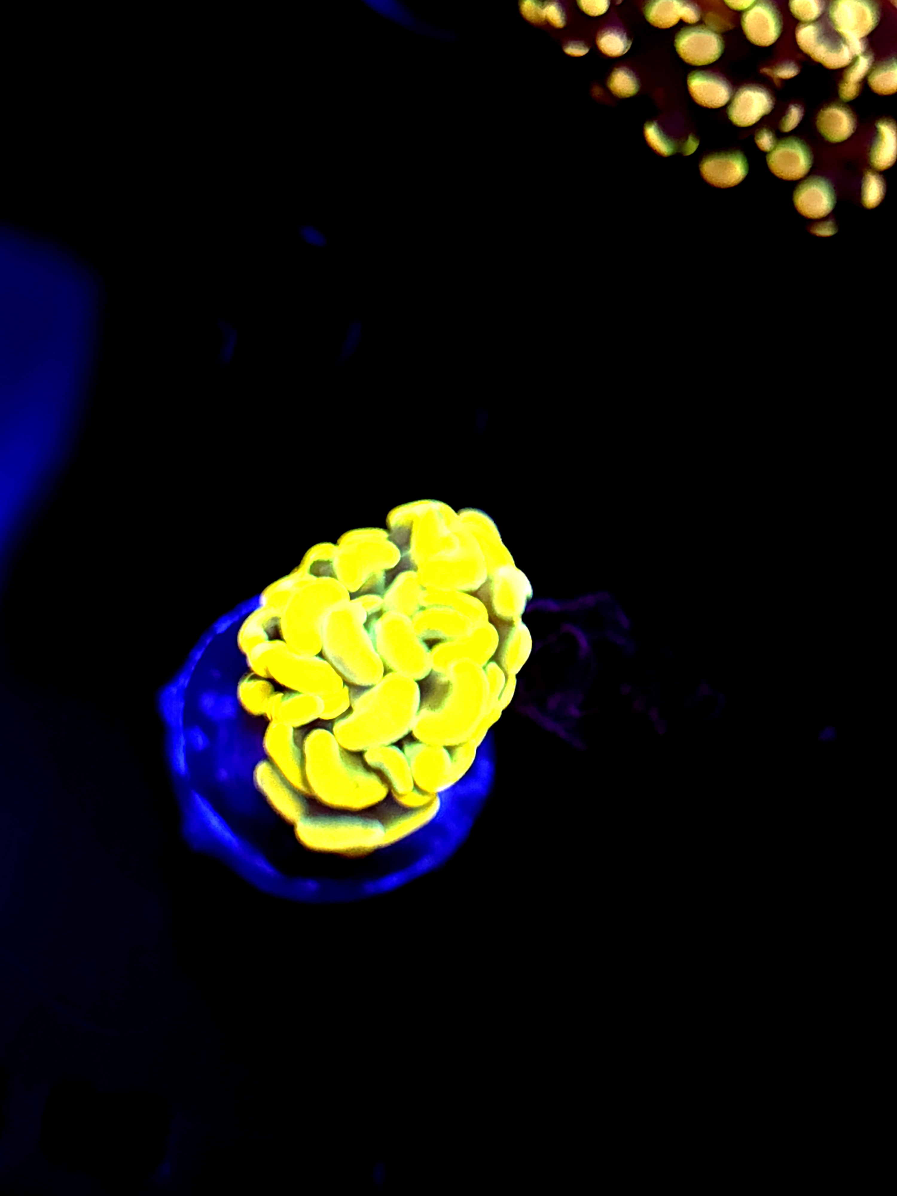 SBB Holy grail Hammer