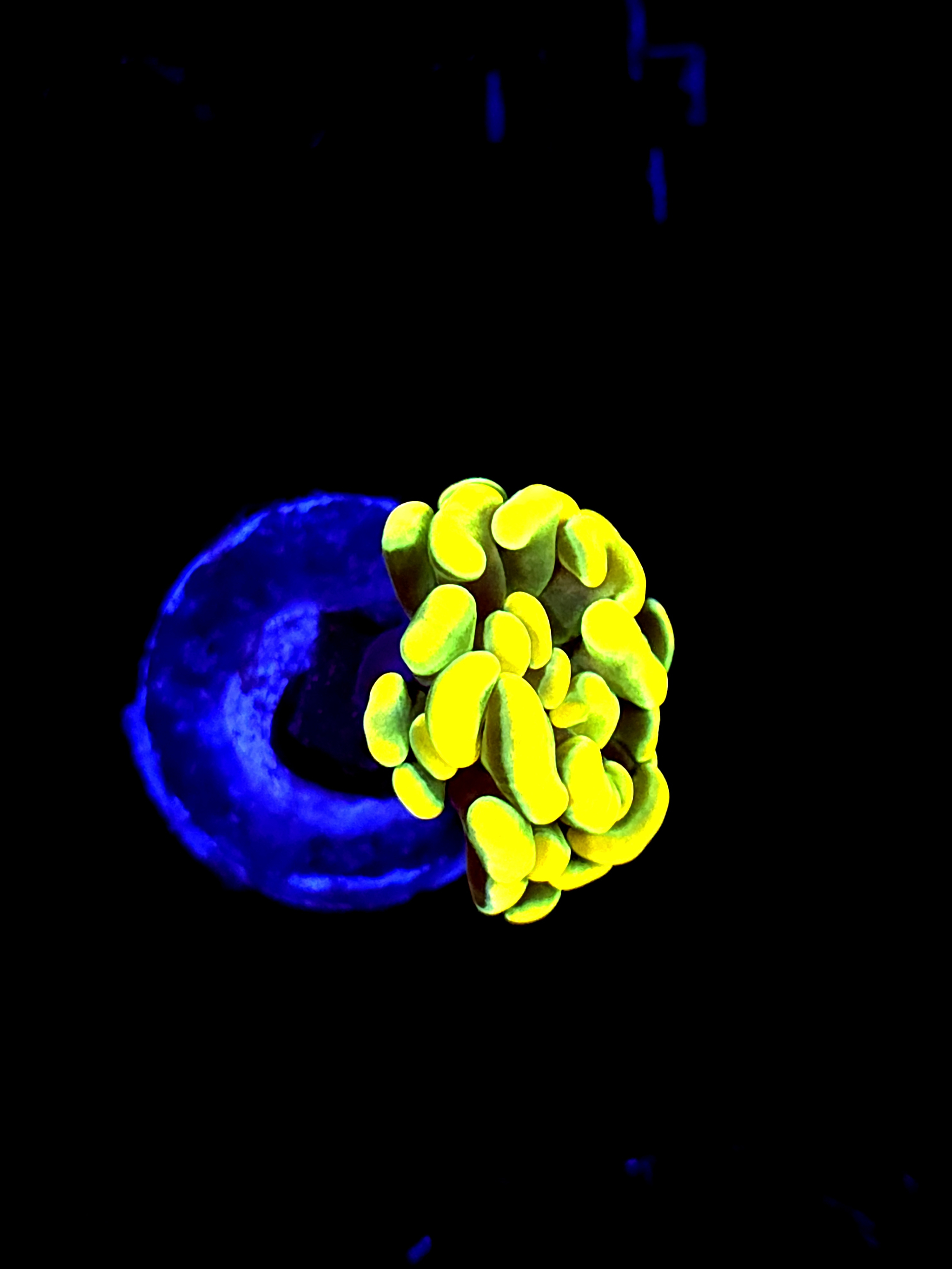 SBB Holy grail Hammer