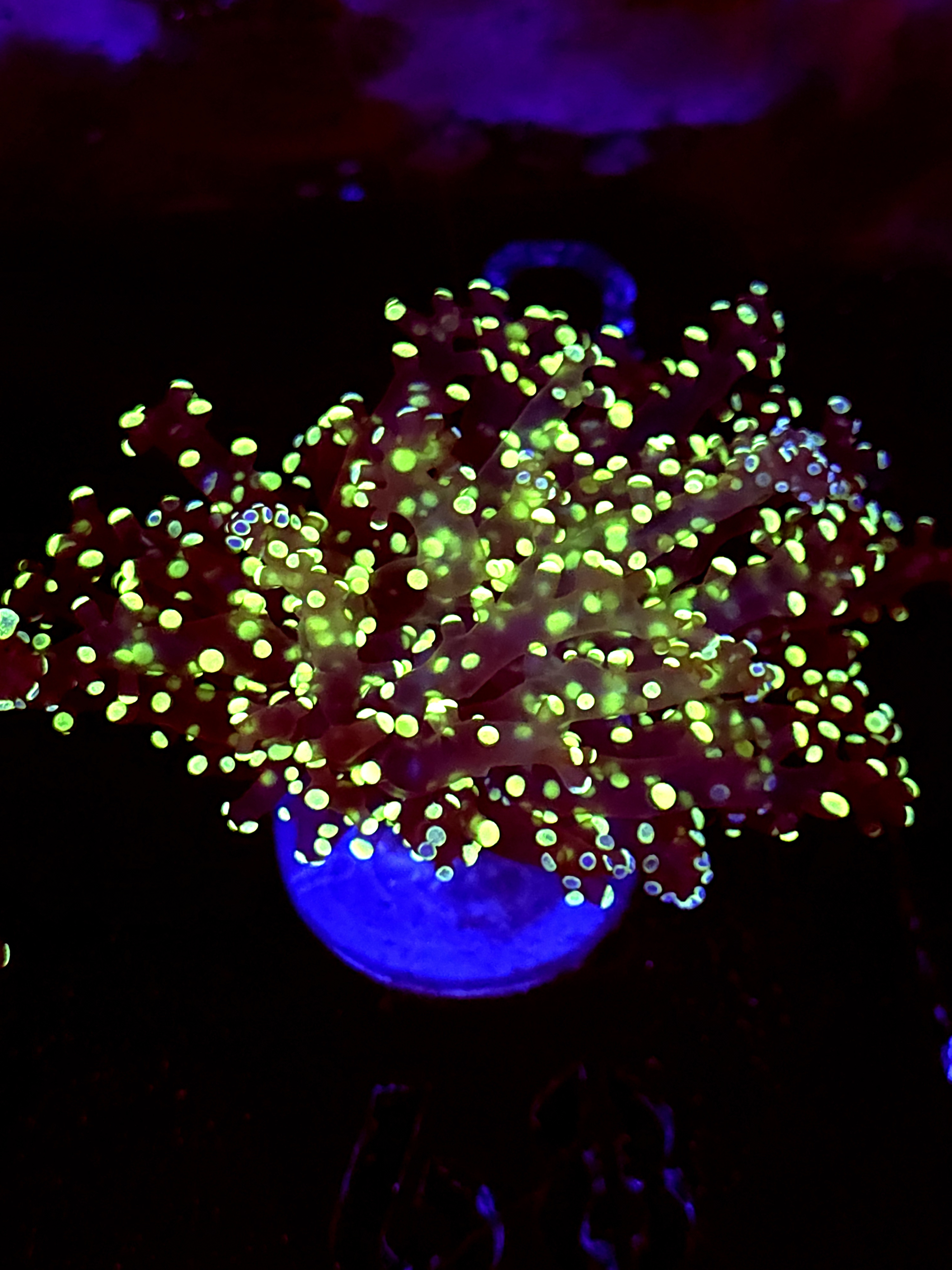 SBB Kermi the Frog Frogspawn