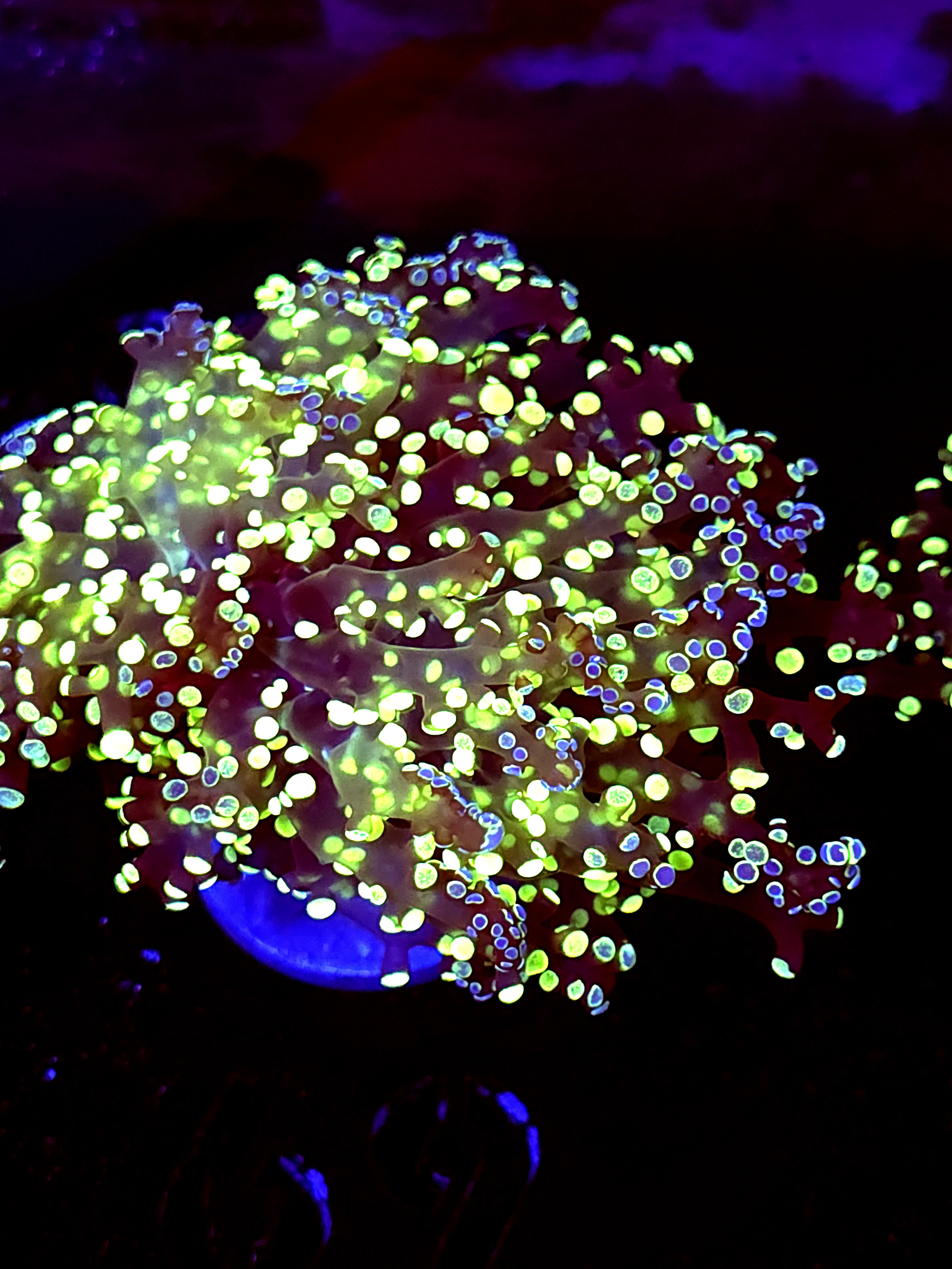 SBB Kermi the Frog Frogspawn