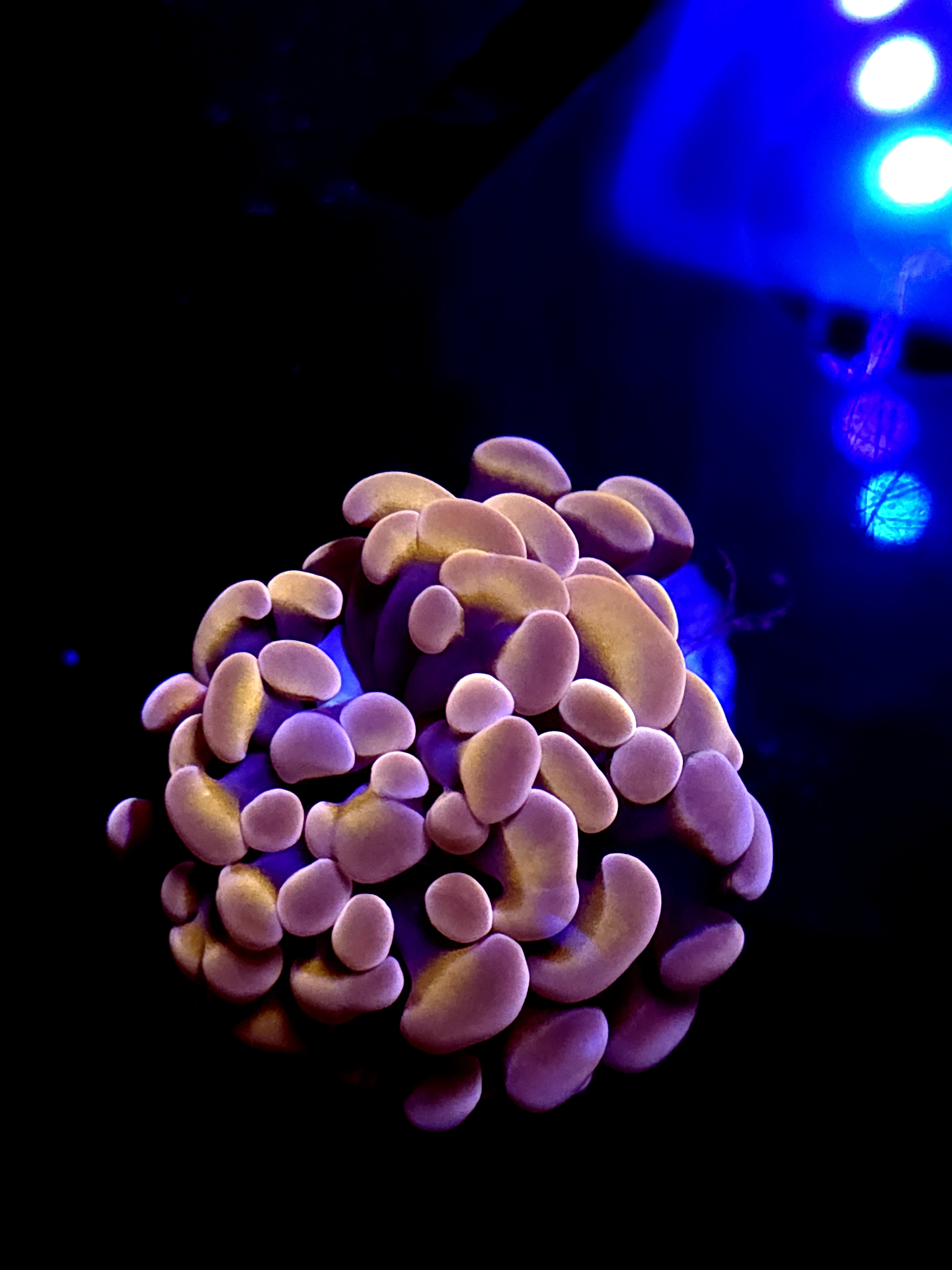 SBB Orange Indo hammer