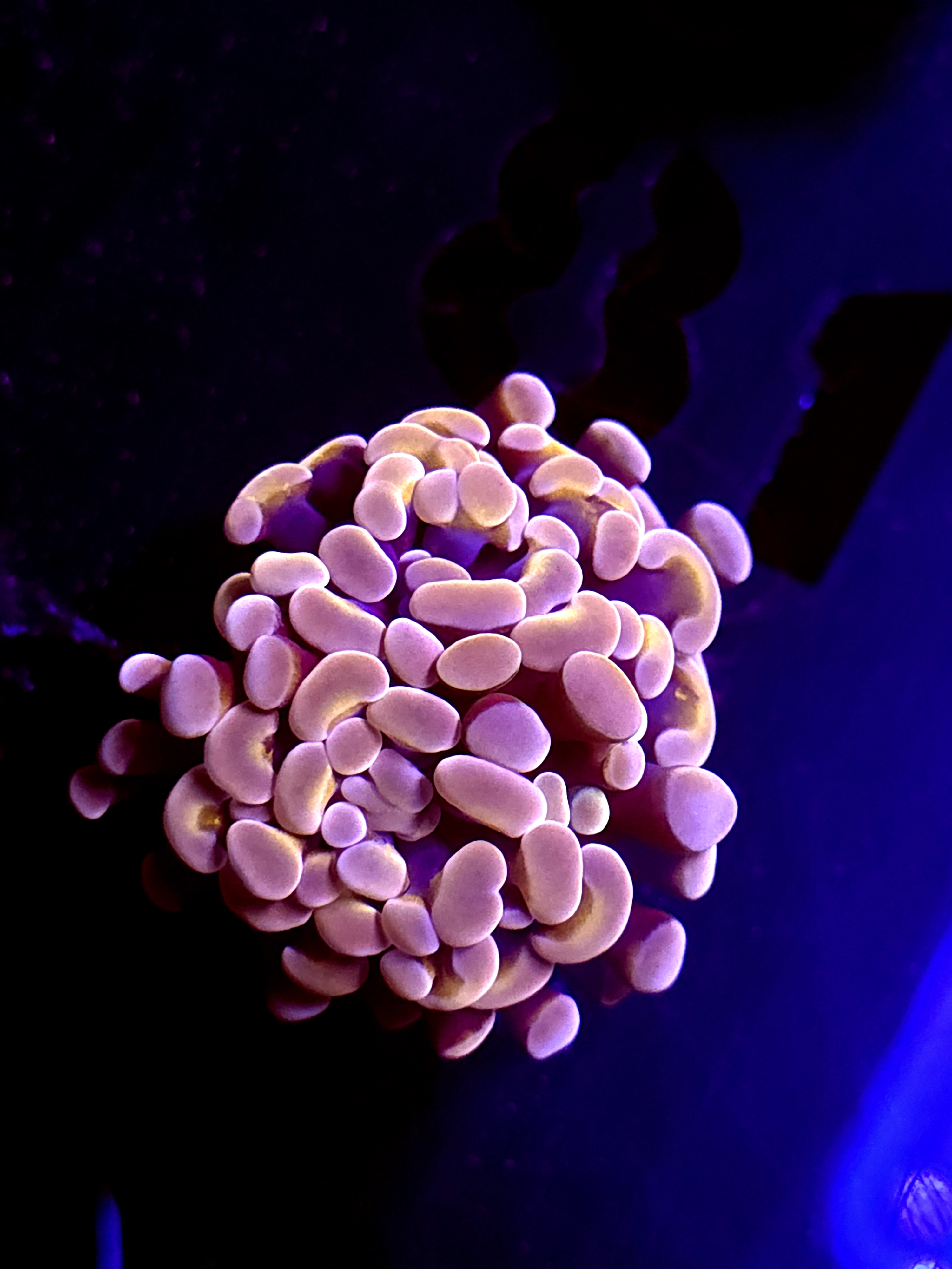 SBB Orange Indo hammer