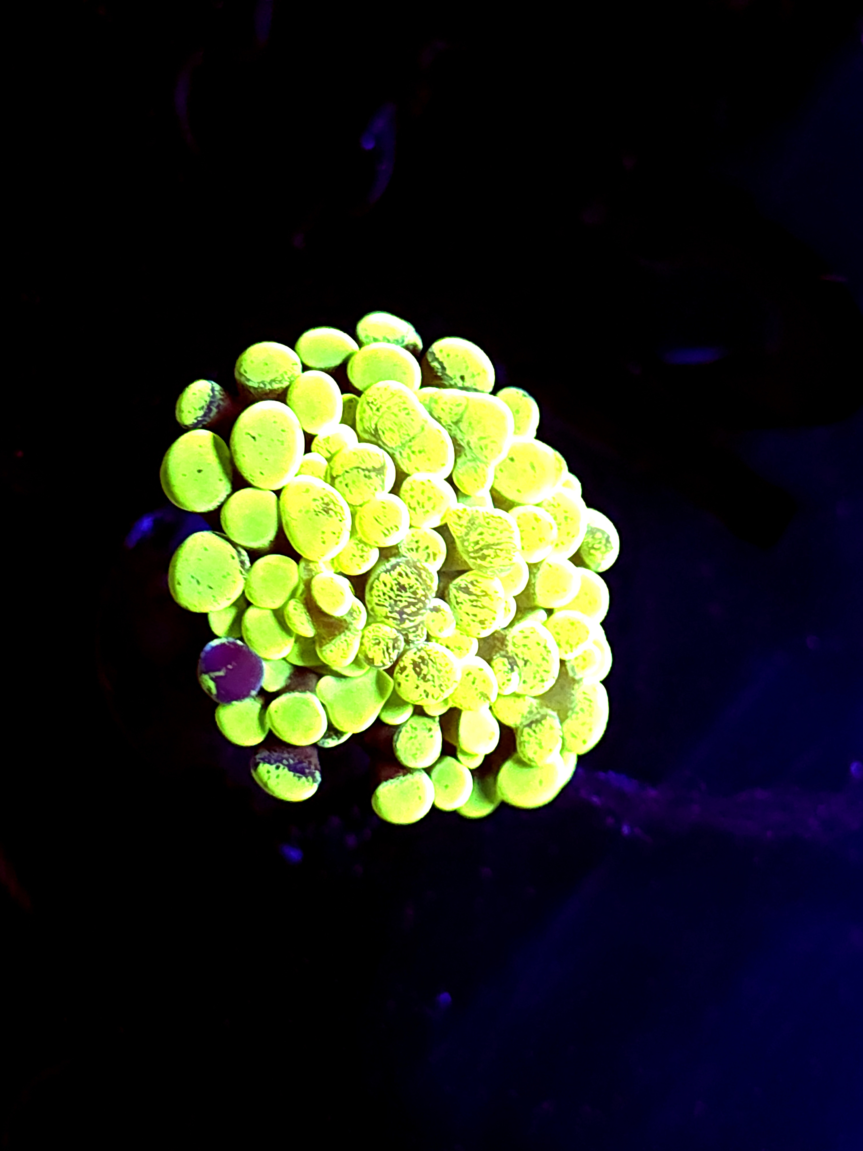 SBB Green Marble Hammer