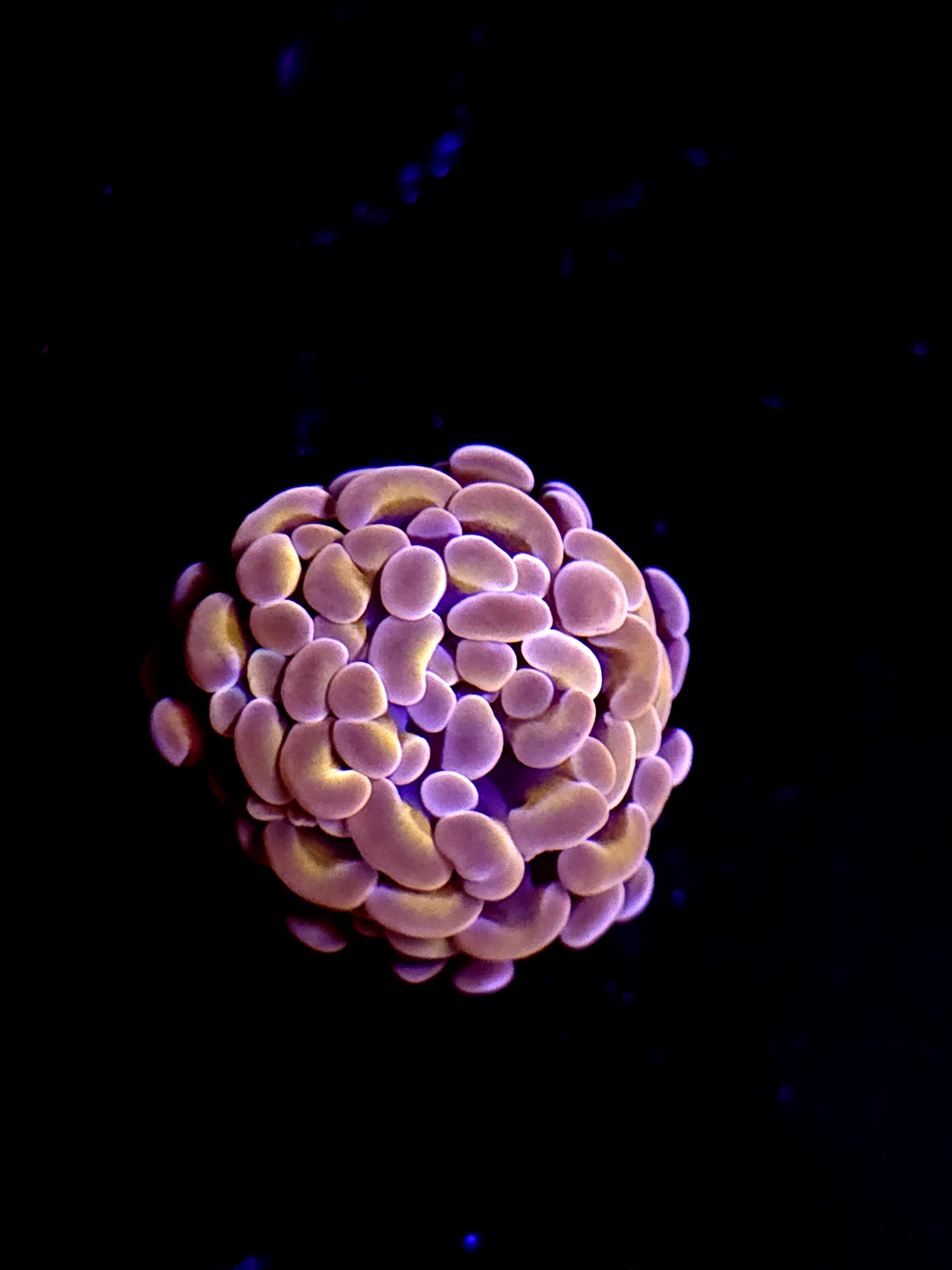 SBB Orange Indo hammer